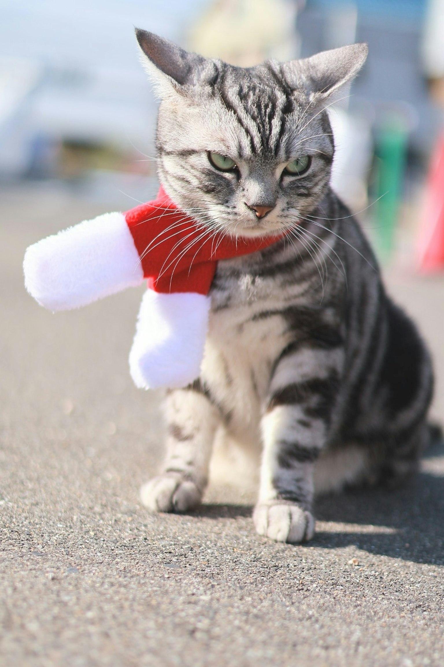 Un gatto a strisce con una sciarpa rossa è seduto a terra
