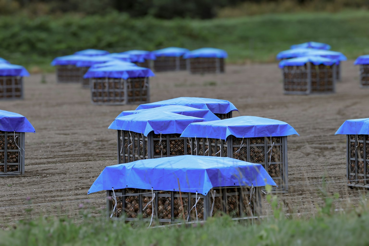 Campo con cesti coperti da teli blu