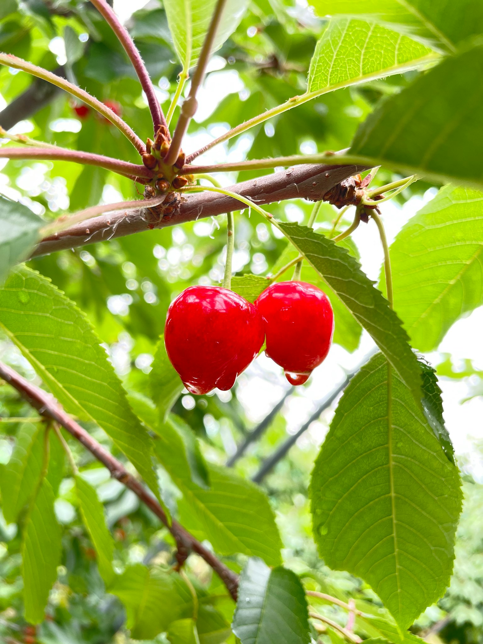 Dos cerezas rojas colgando de una rama rodeadas de hojas verdes