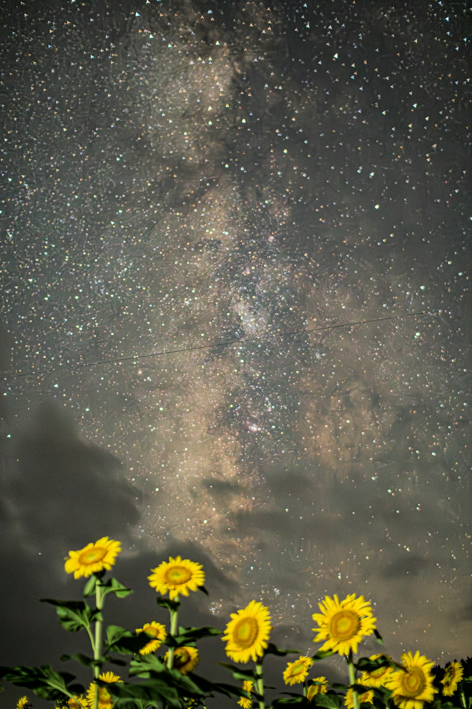 夜空下的向日葵與壯觀的銀河景色