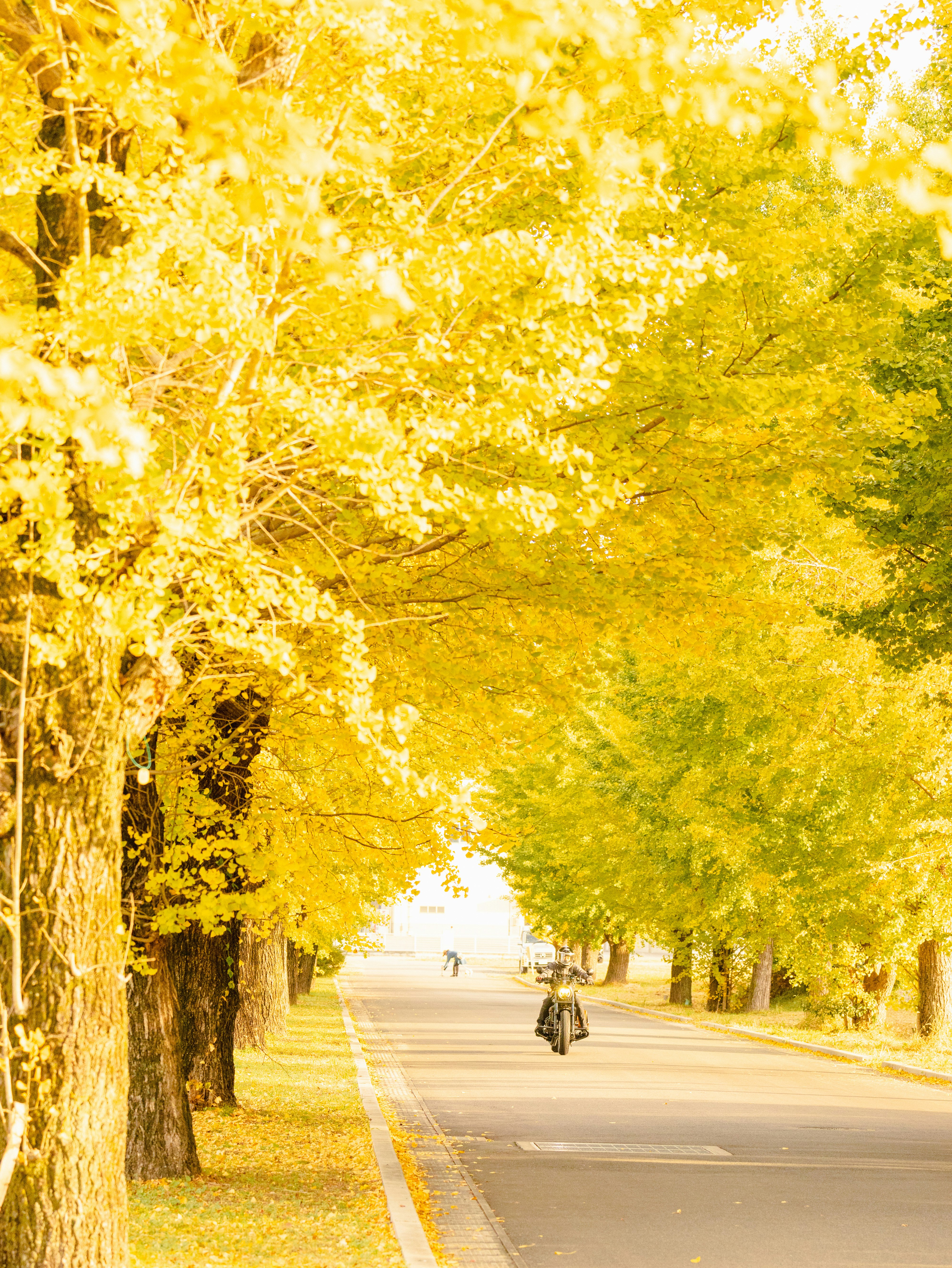 Un cycliste sur une route bordée d'arbres aux feuillages jaunes vibrants