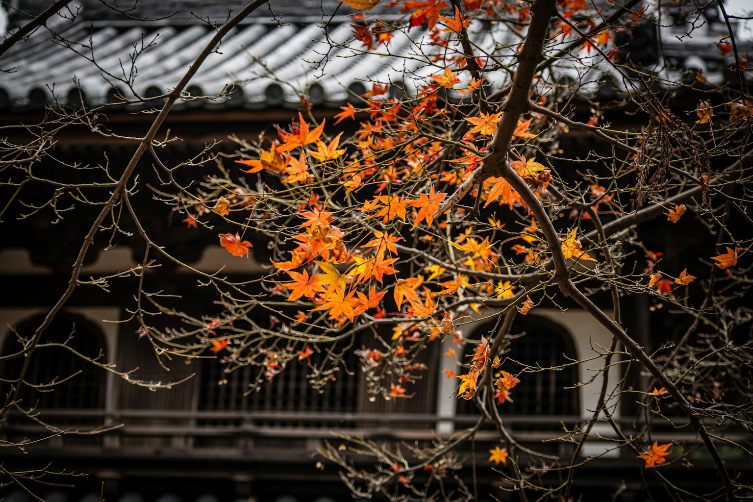 Branches with vibrant autumn leaves and an ancient building in the background