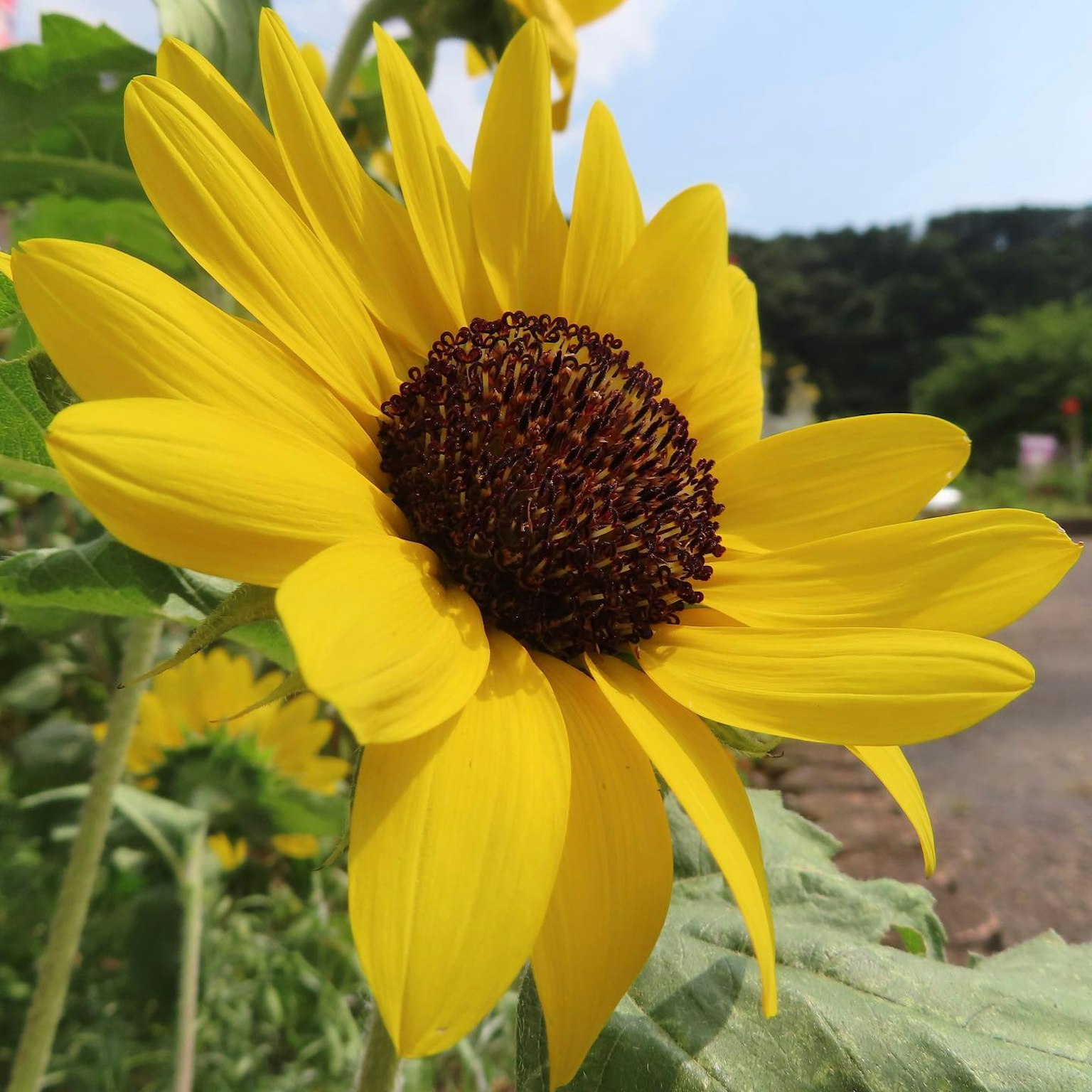Girasole giallo brillante in fiore con un centro marrone circondato da foglie verdi