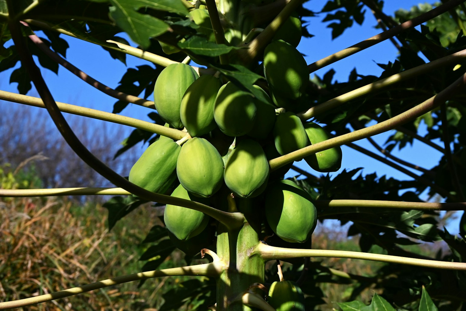 Frutti di papaya verdi appesi a un ramo