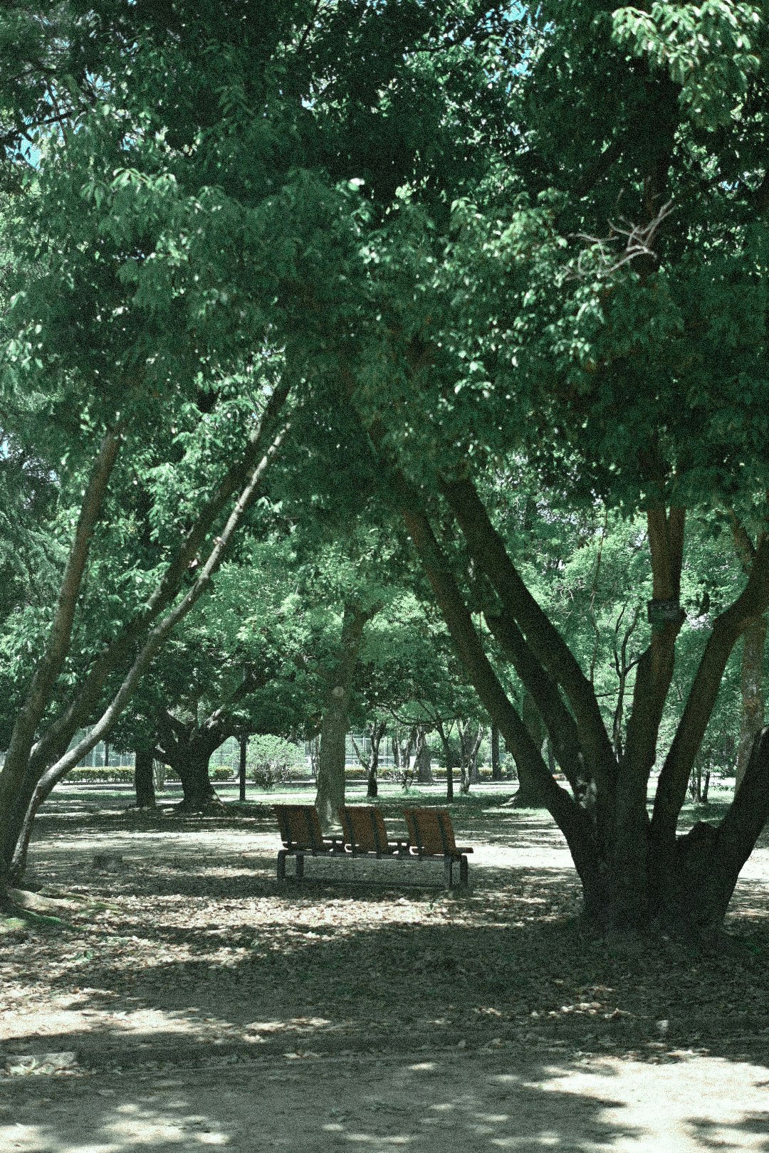 Vista panoramica di una panchina tra alberi verdi