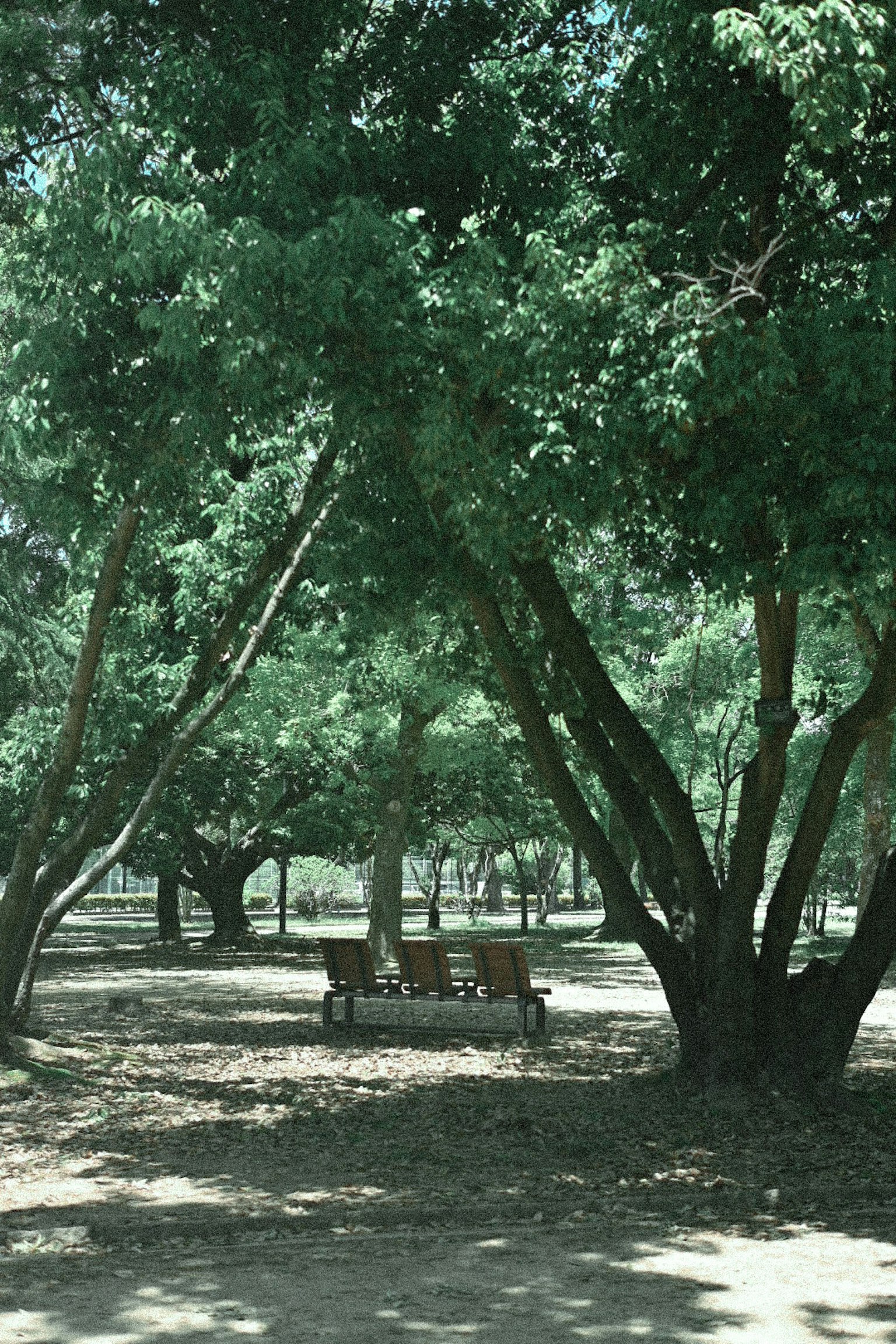 Vista panoramica di una panchina tra alberi verdi