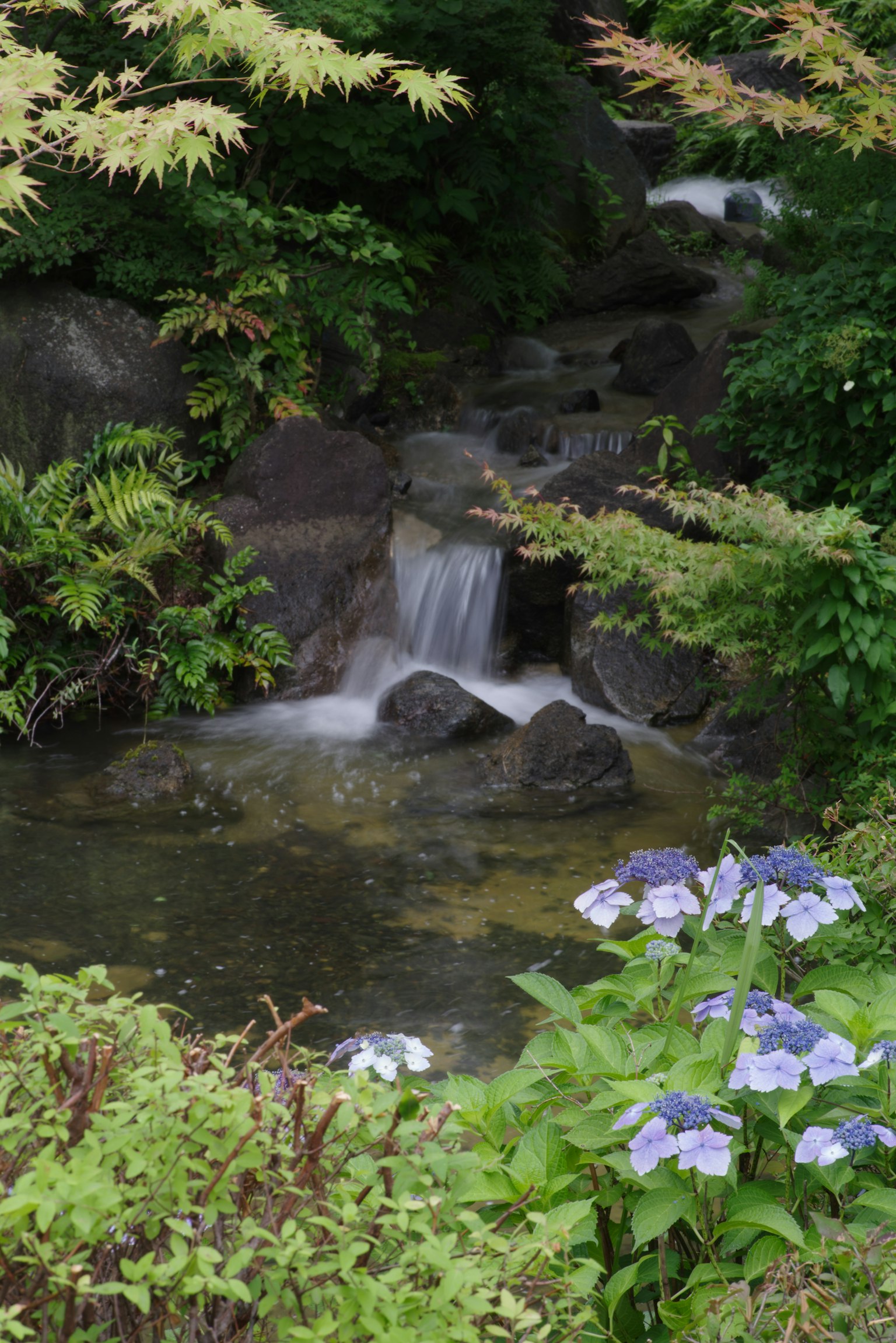 Una scena da giardino serena con un piccolo ruscello e fiori blu