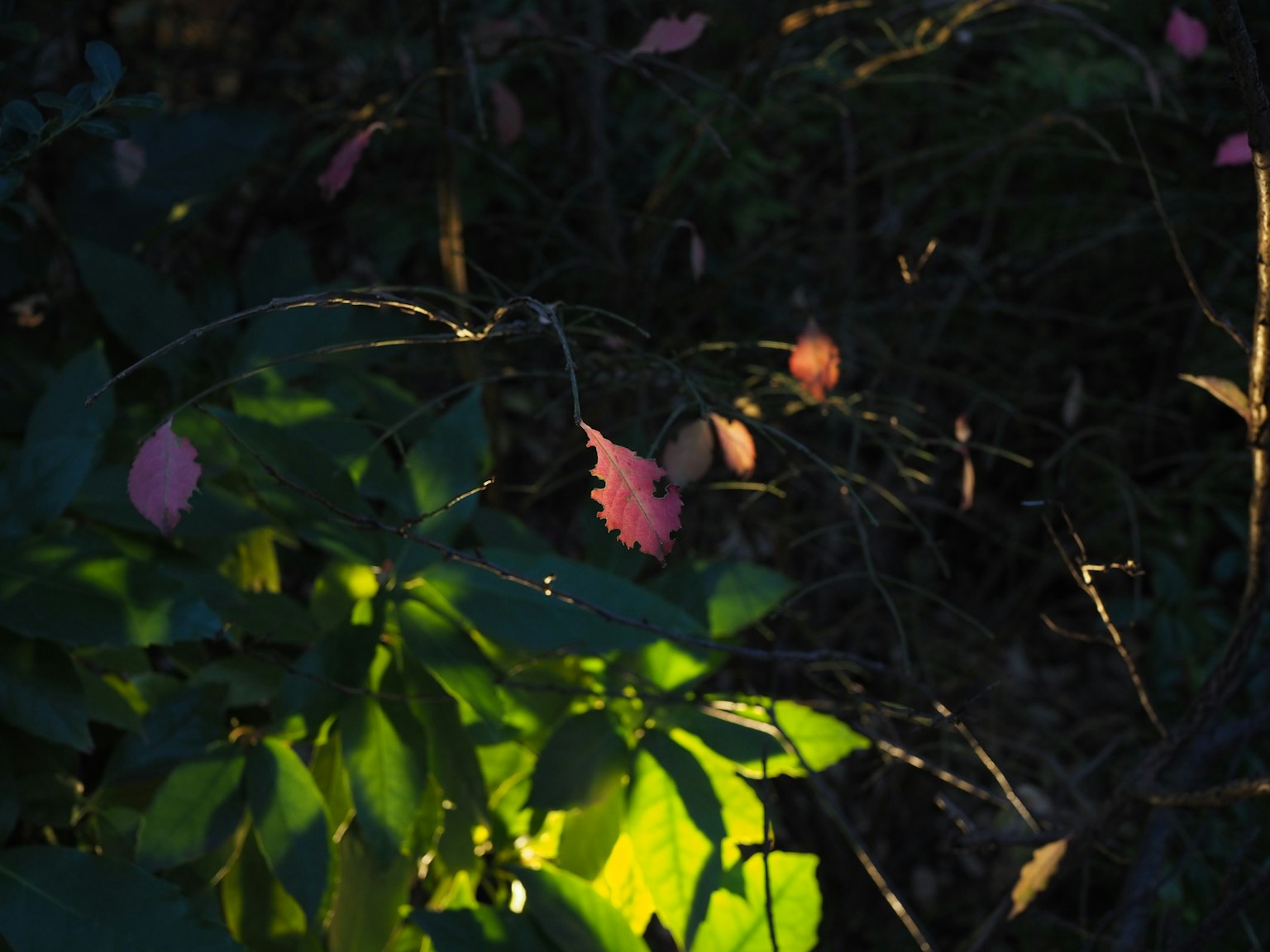 Green leaves and pink petals illuminated in low light