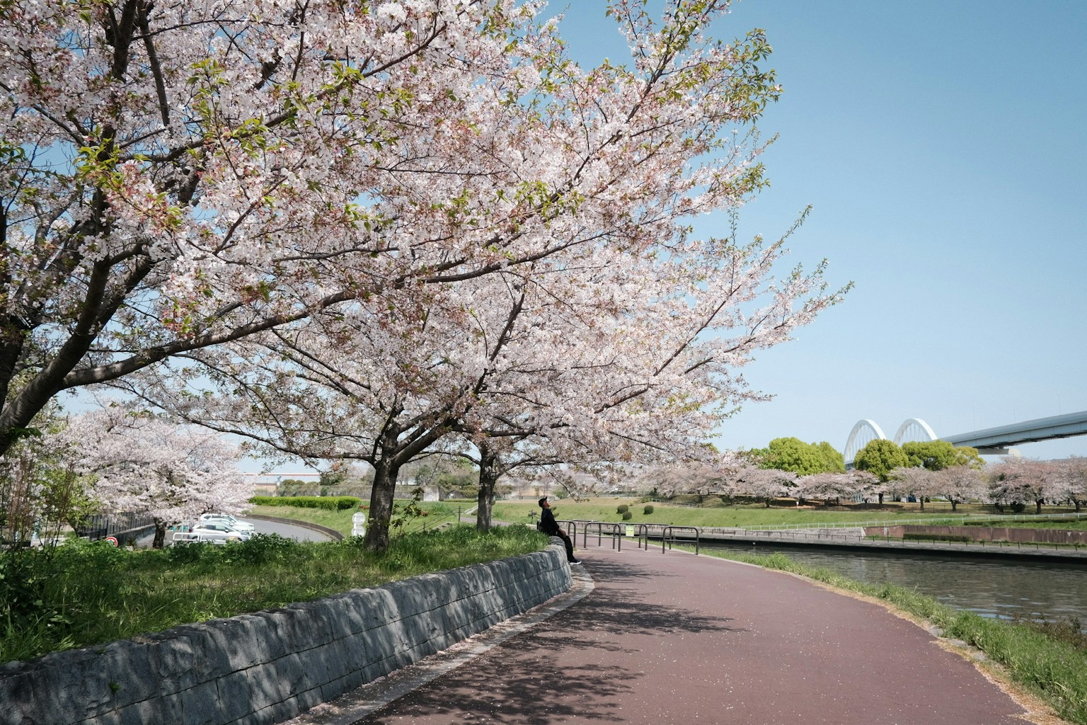 櫻花樹沿著小徑的風景