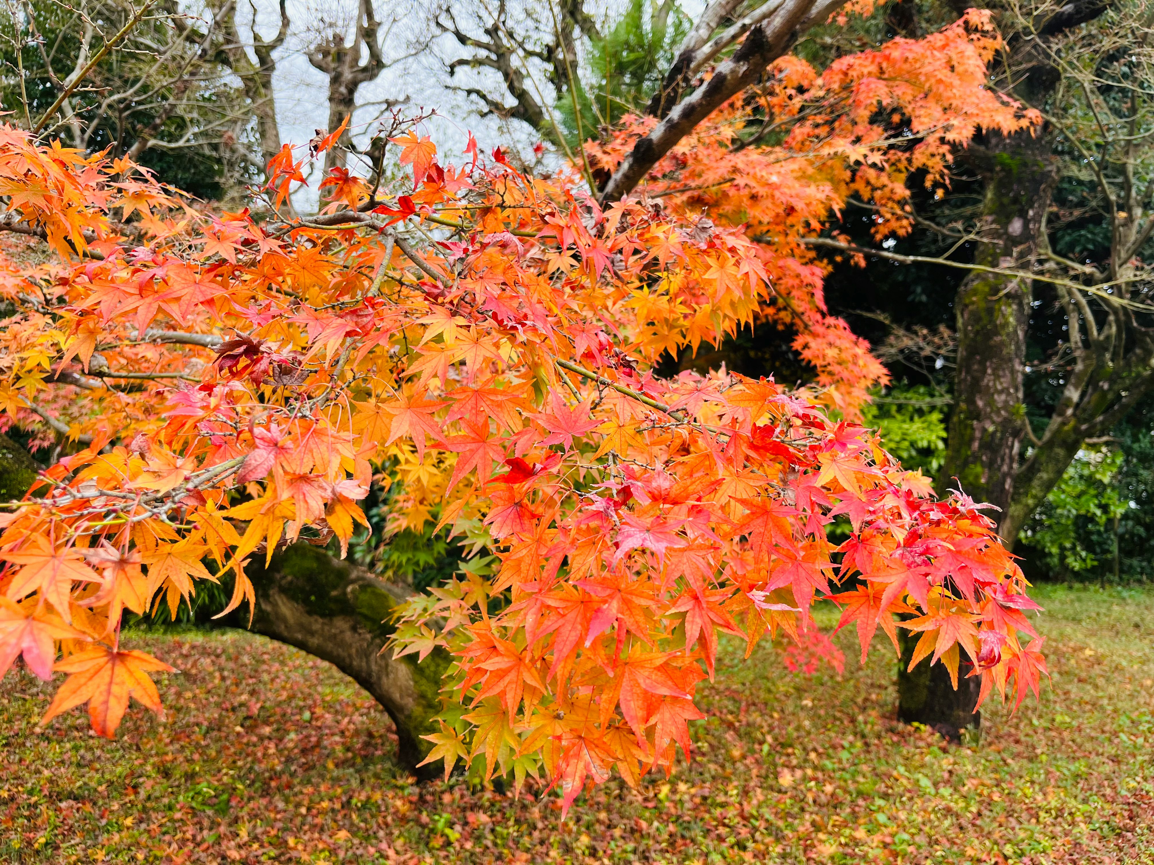 Vibrant orange and yellow leaves of a maple tree with a lush green garden backdrop