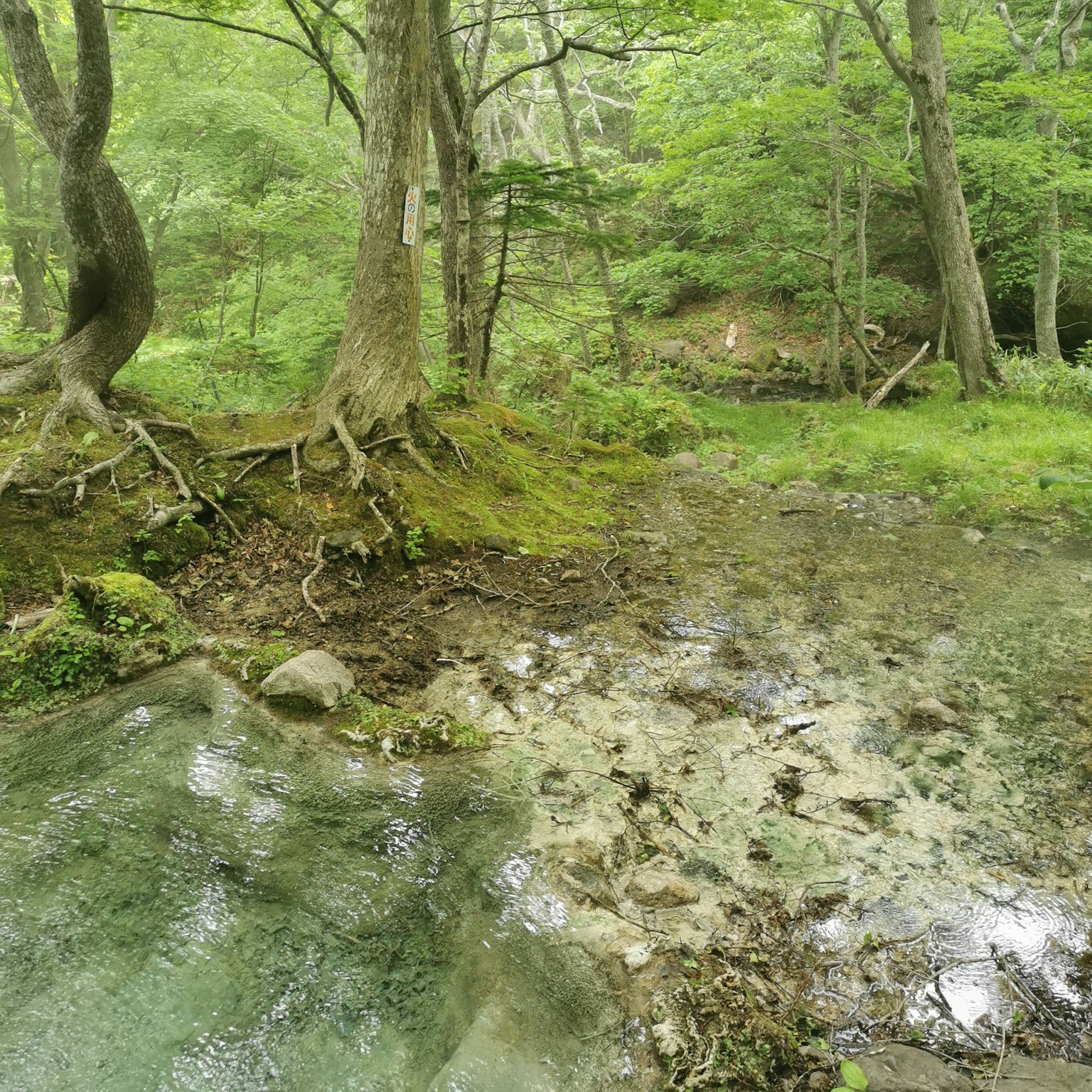 Üppiger Wald mit einem Bach und Baumwurzeln