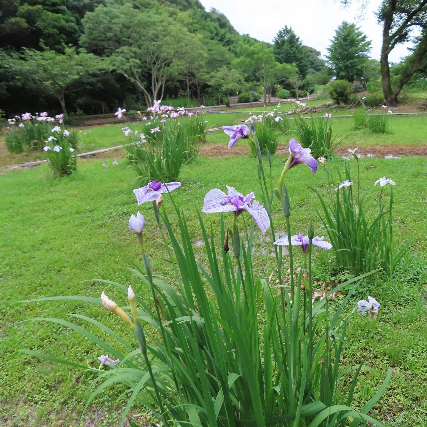 庭園の芝生に咲くアヤメの花と緑の小道