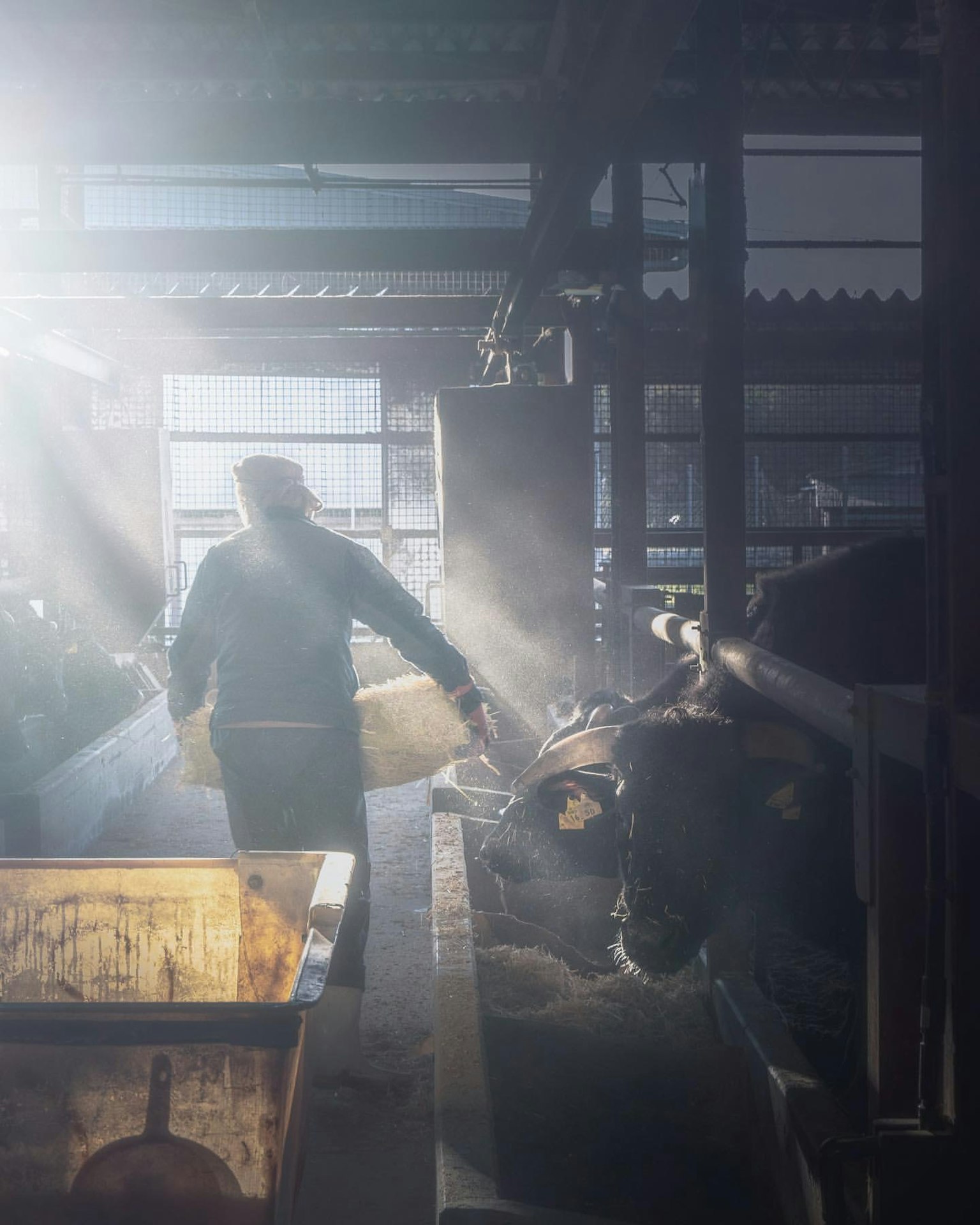 一个人在牛舍里工作，阳光透过
