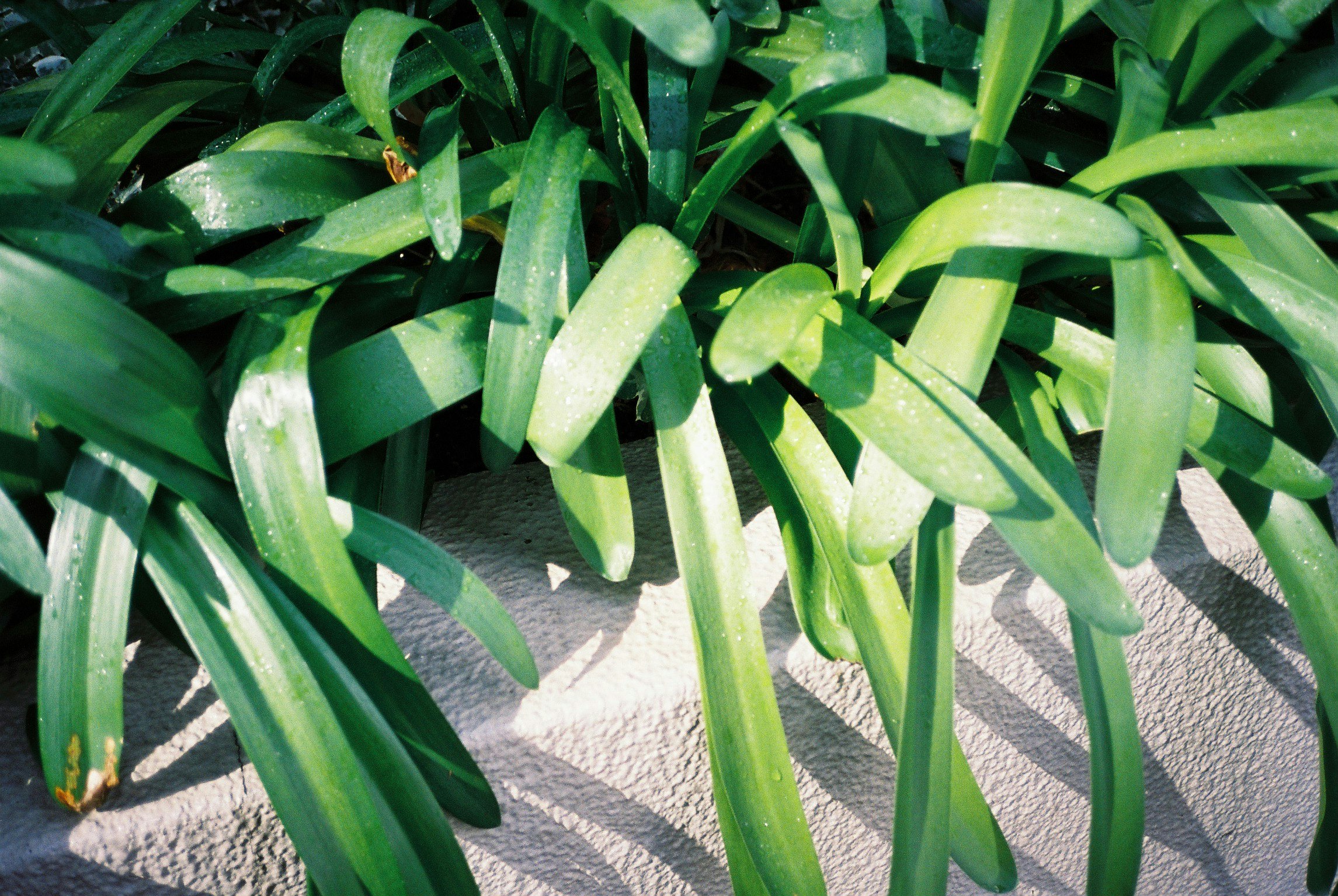 砂地に生える青々とした葉の植物