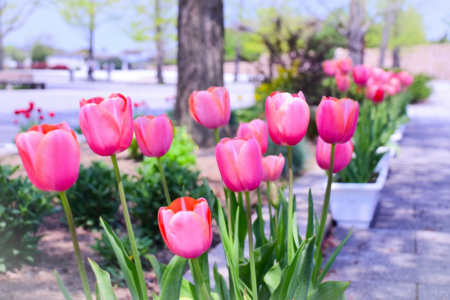 Cảnh sắc tươi sáng với hoa tulip hồng nở rộ trong công viên