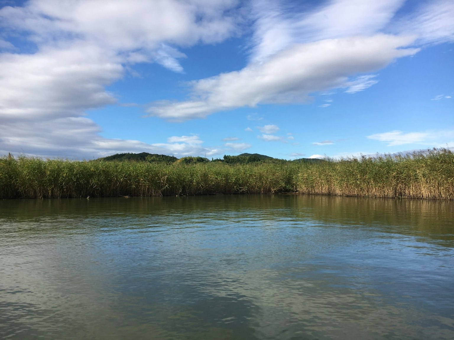 Lago tranquilo con cielo azul y juncos verdes