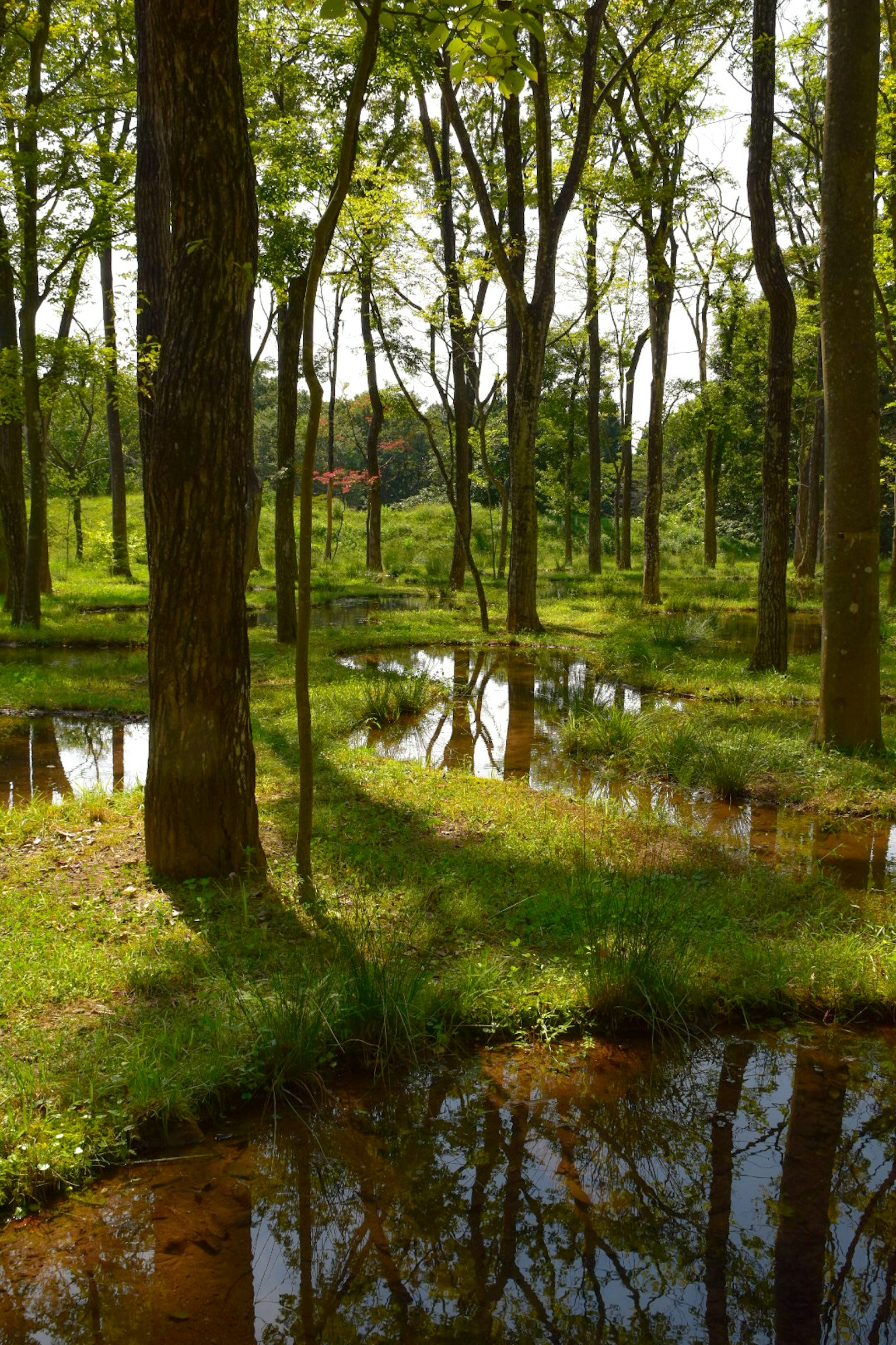 Hutan subur dengan genangan kecil dan bayangan pohon