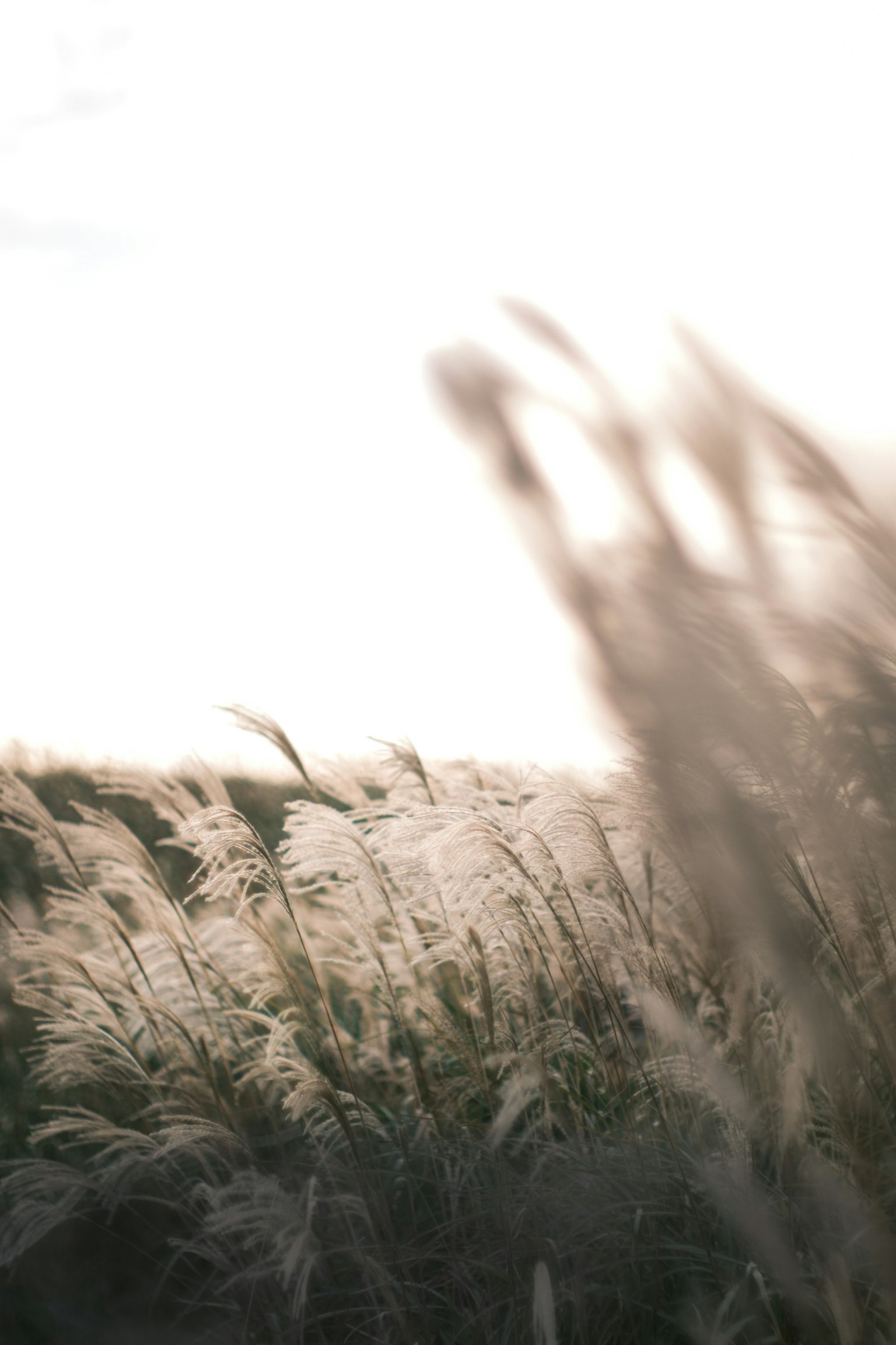 穂が揺れる草原の風景　柔らかな光に包まれた穂　自然の美しさ