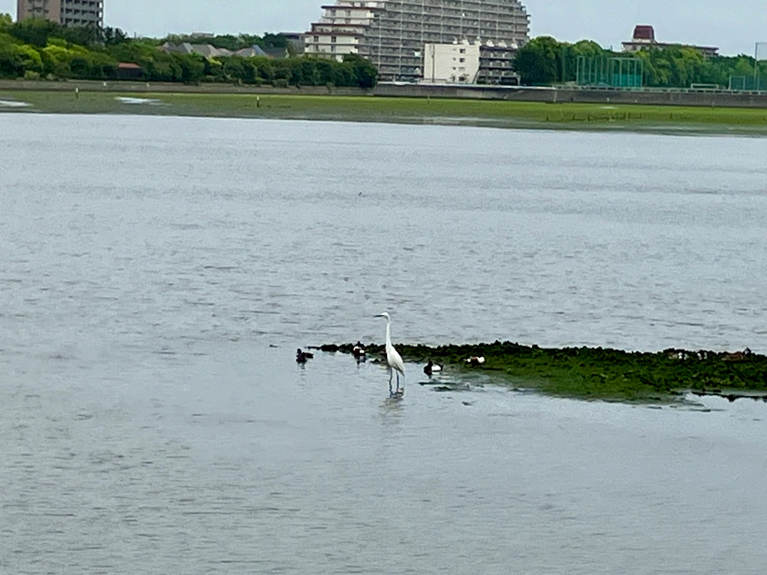 A white heron standing in shallow water with buildings in the background