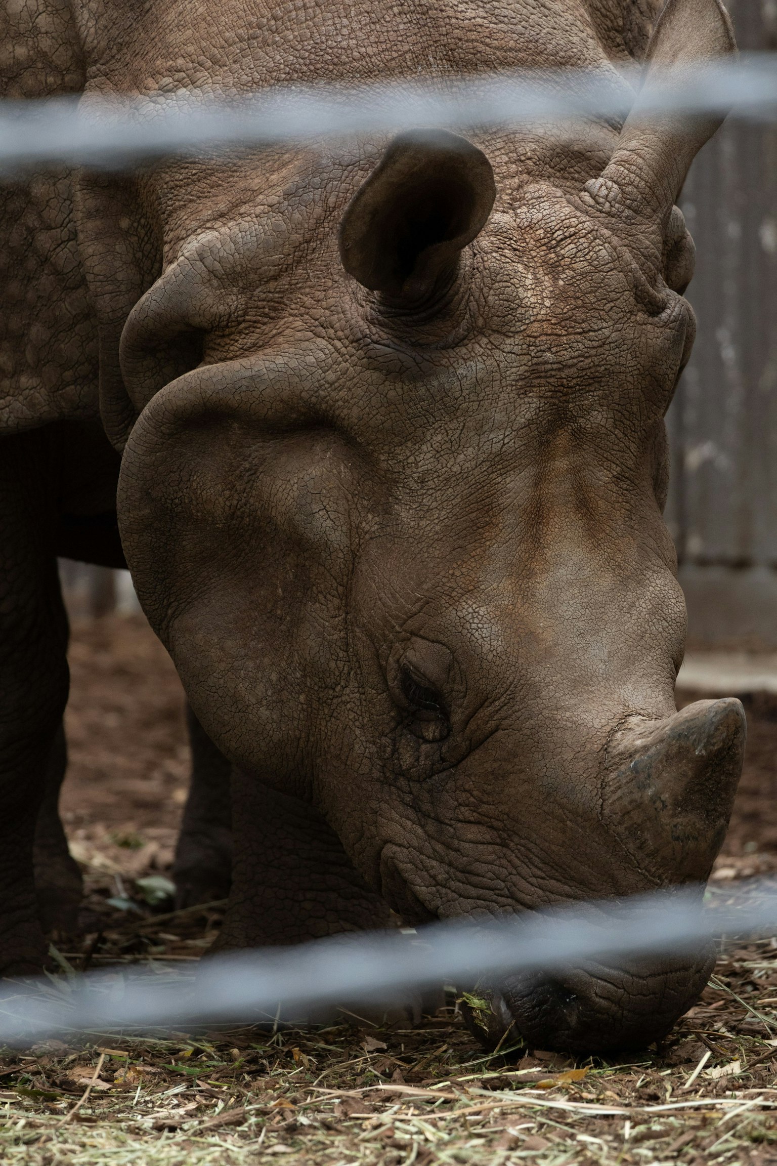 Close-up of a rhinoceros grazing on grass