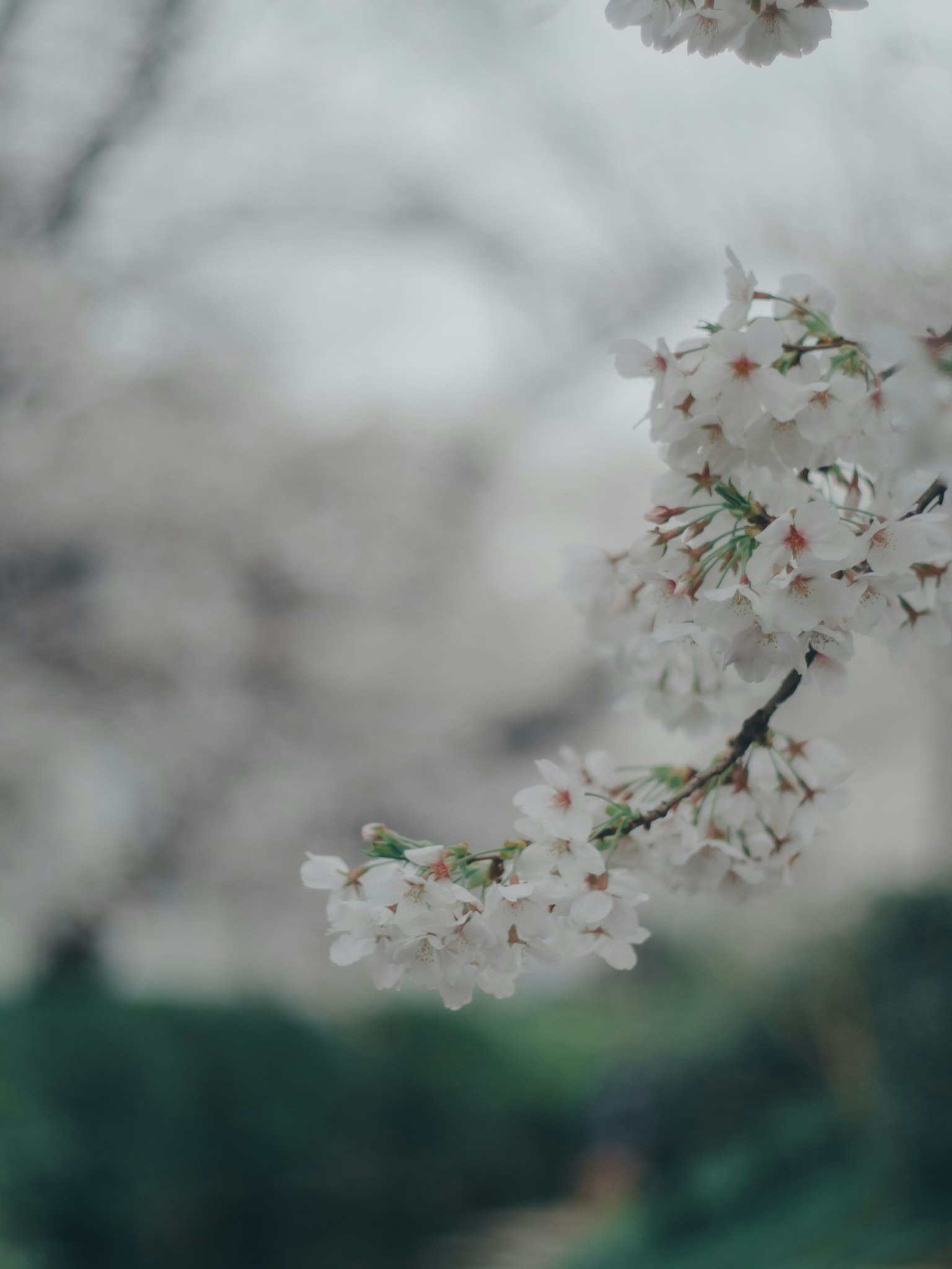 Close-up of cherry blossom branches with white flowers blurred background of cherry trees