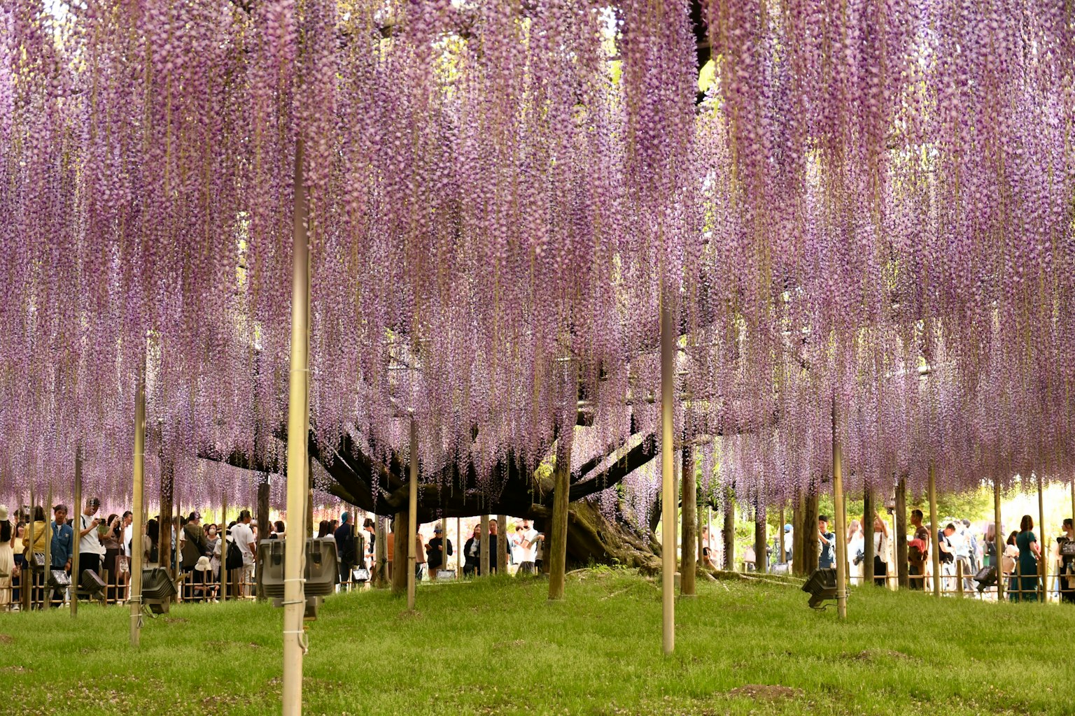 Una bella scena di persone raccolte sotto un albero con fiori di glicine viola appesi