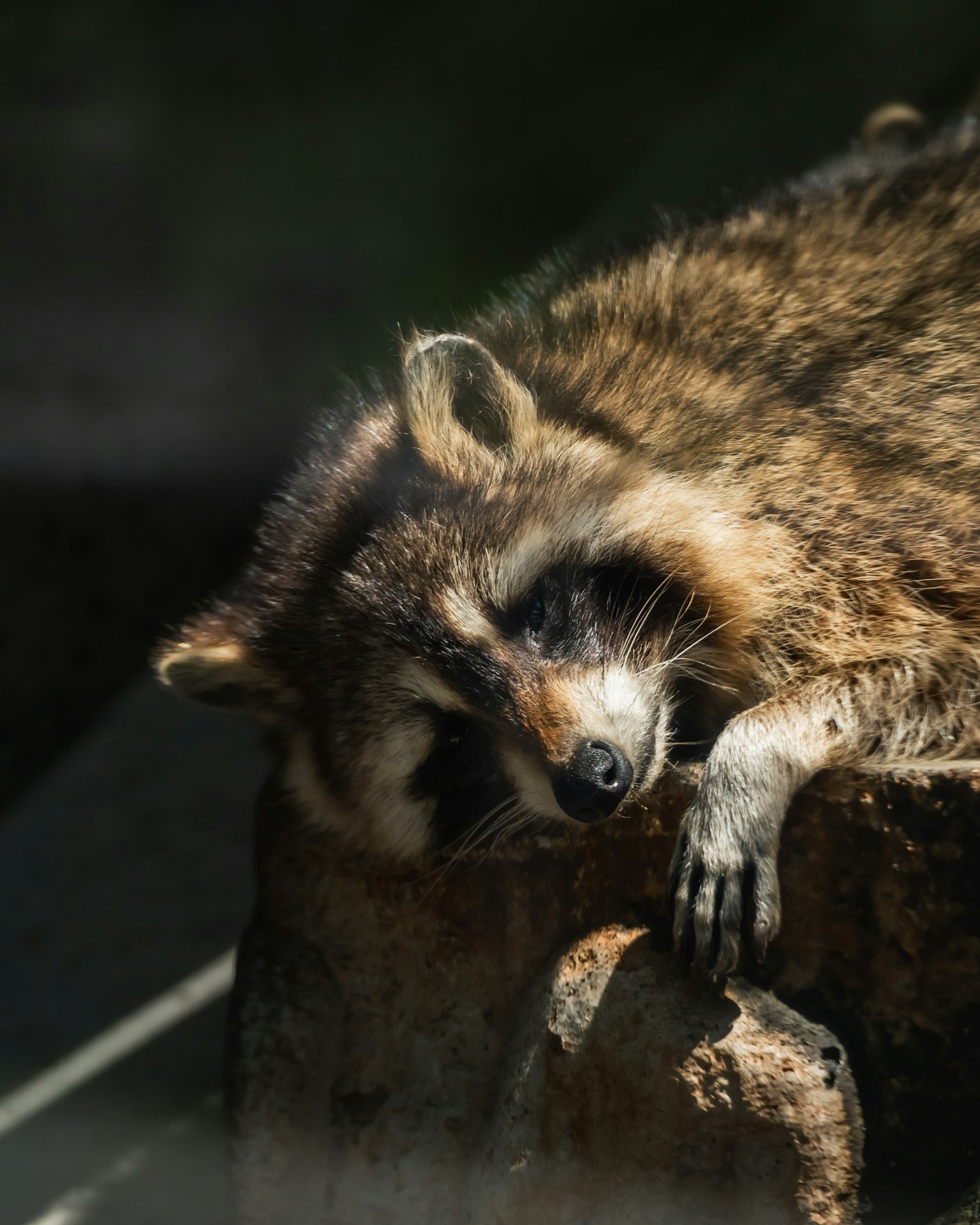 Close-up of a raccoon relaxing in the sunlight
