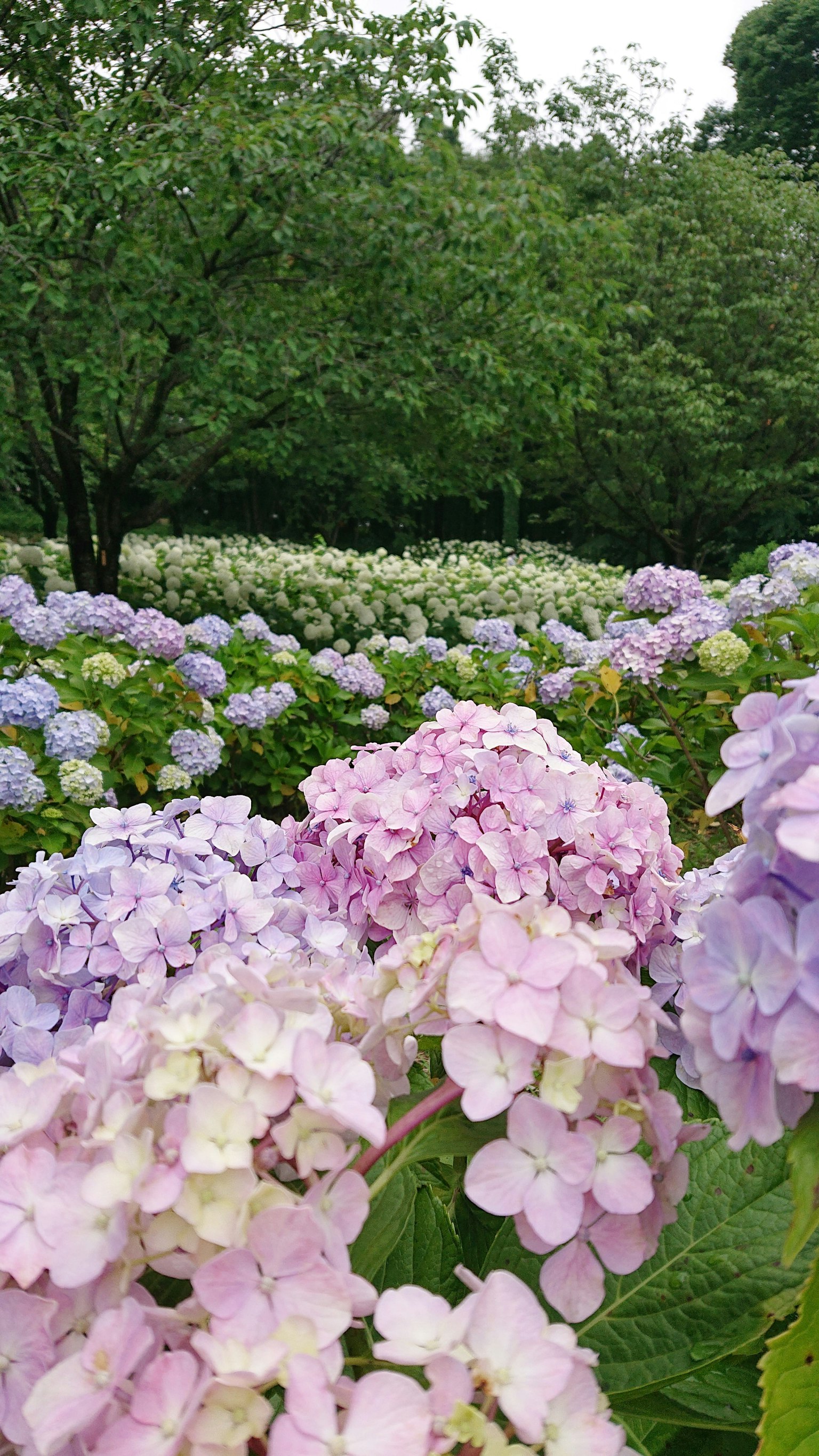 A lush landscape featuring blooming hydrangeas in shades of purple and pink