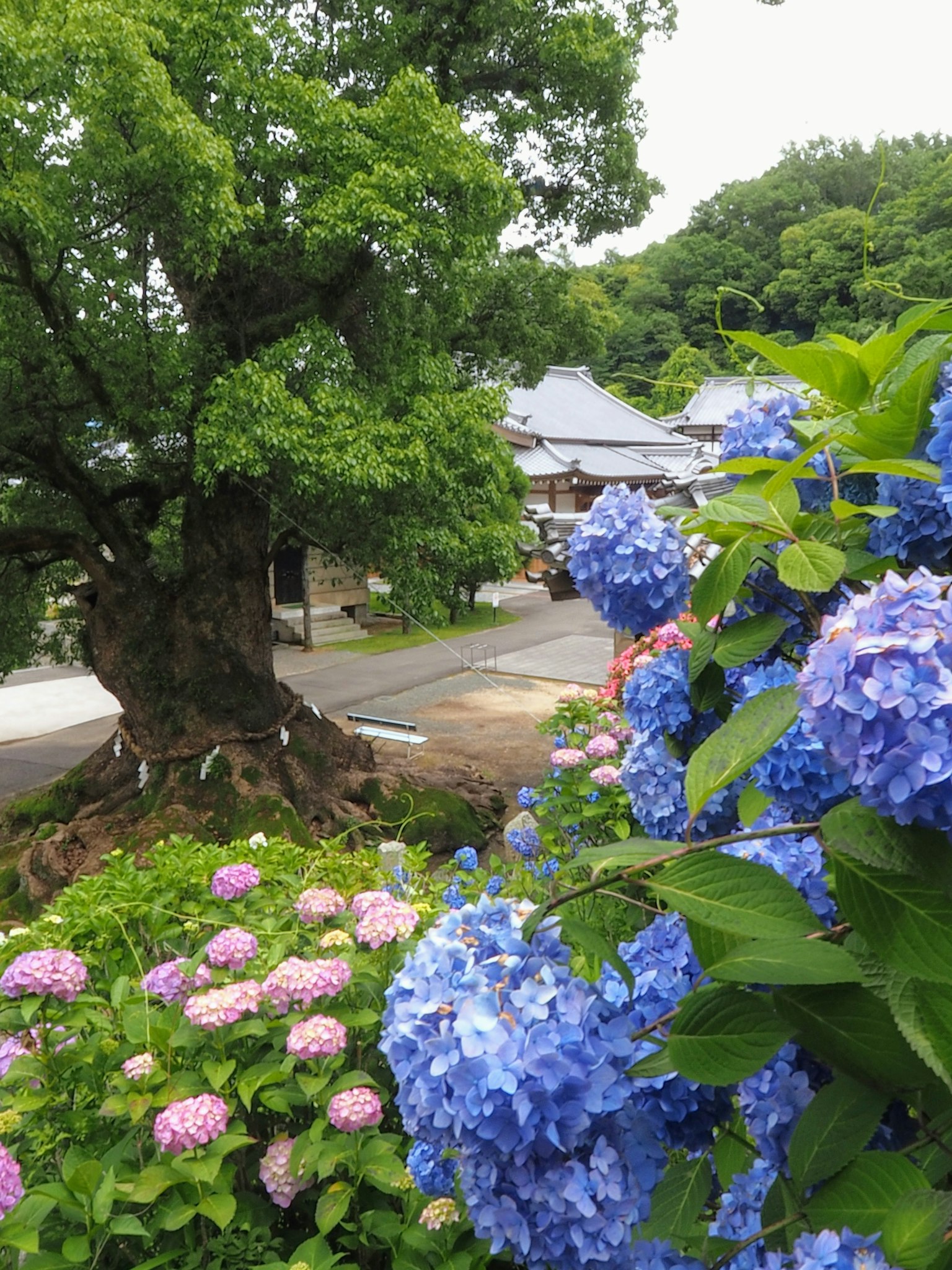背景中有大树和房子的蓝色和粉色绣球花的风景