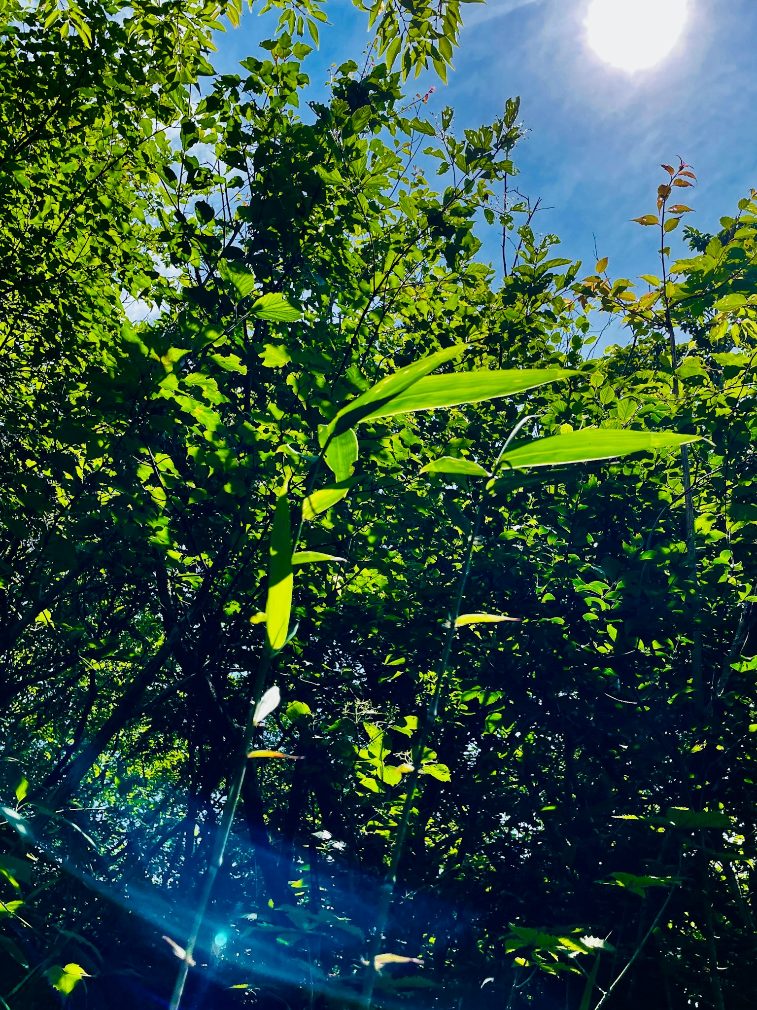 Nahaufnahme von üppigem grünem Laub unter blauem Himmel und Sonne