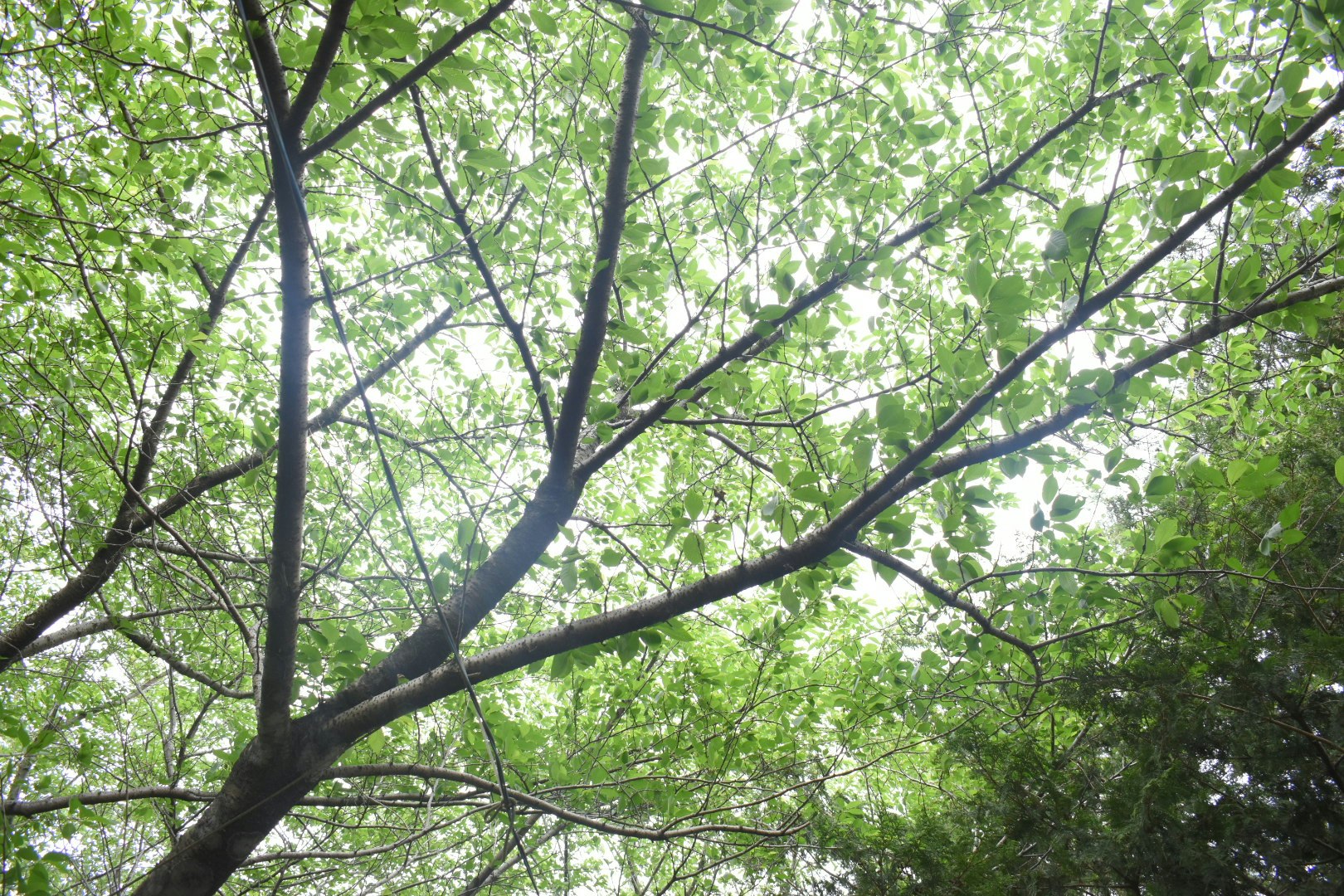 爽やかな森の木々の枝葉が広がる風景