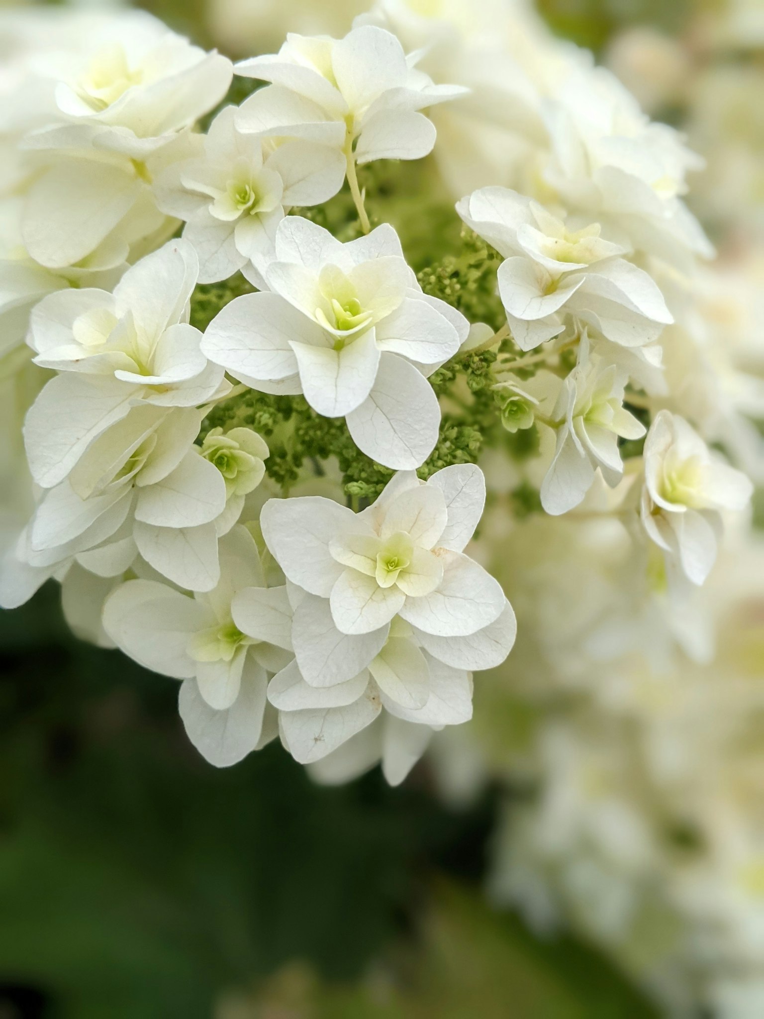 Cluster aus kleinen weißen Hortensienblüten mit hellgrünen Zentren