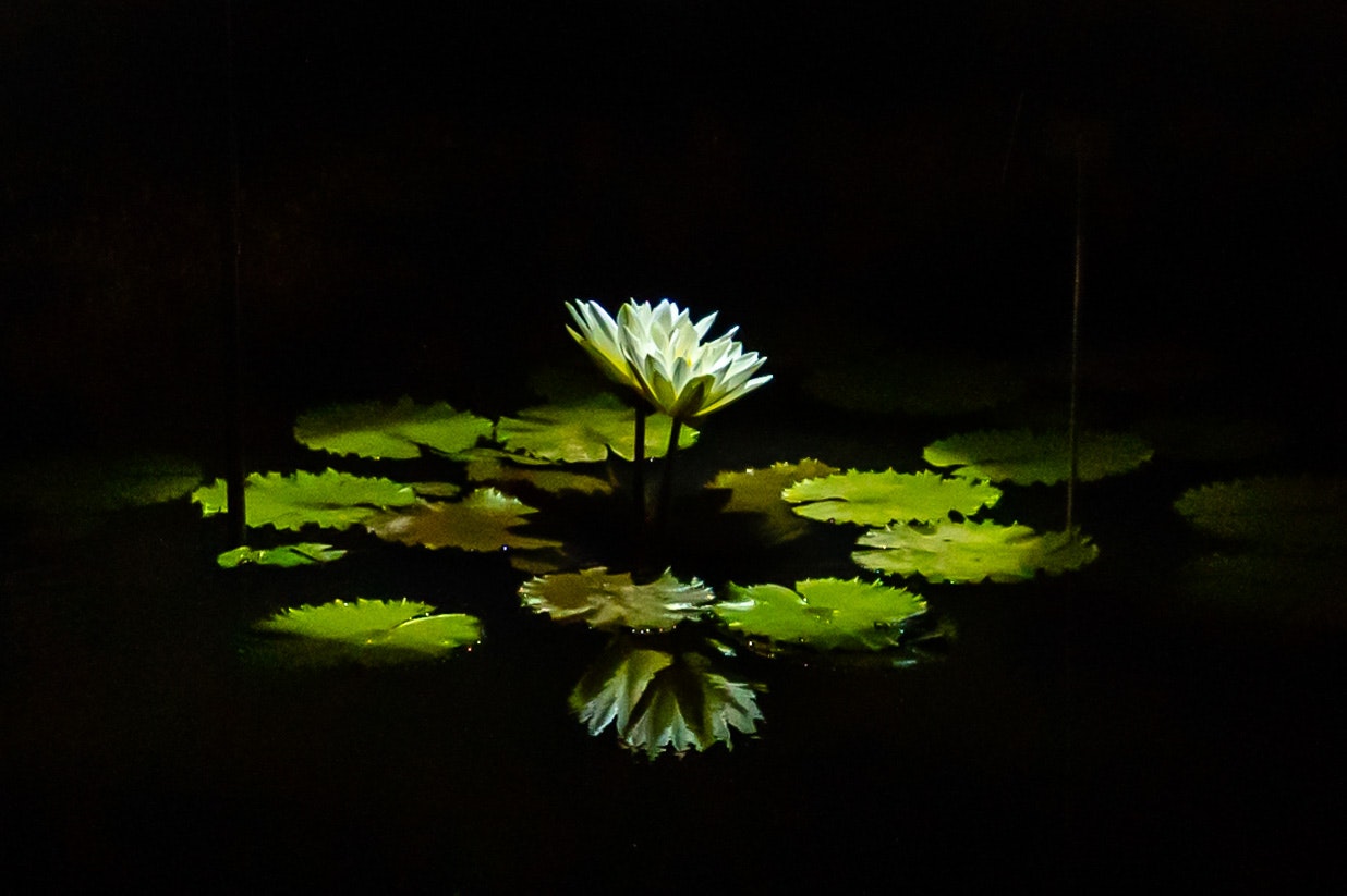 黒背景に浮かぶ睡蓮の花と葉の水面反射