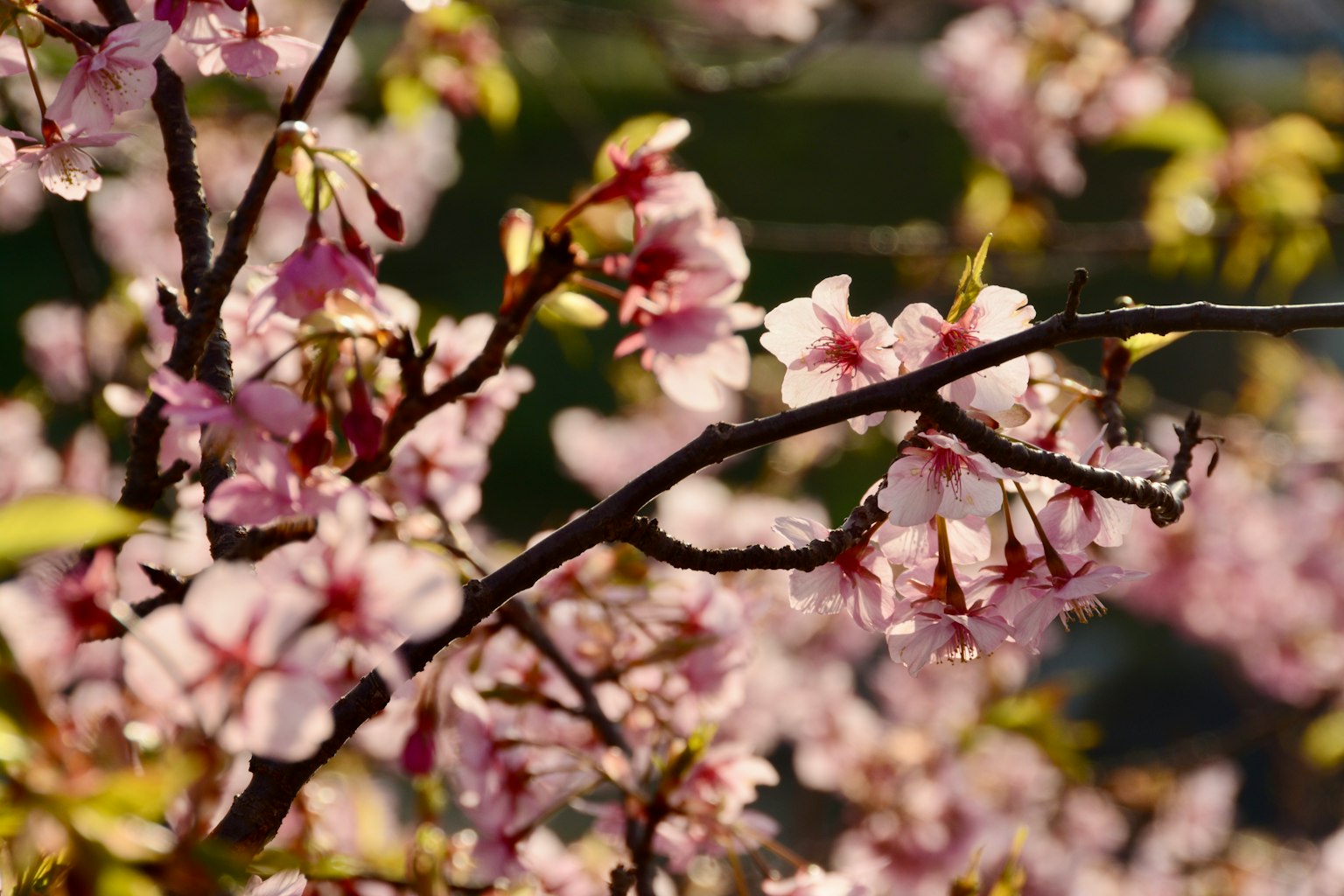 Close-up of cherry blossom flowers on a branch