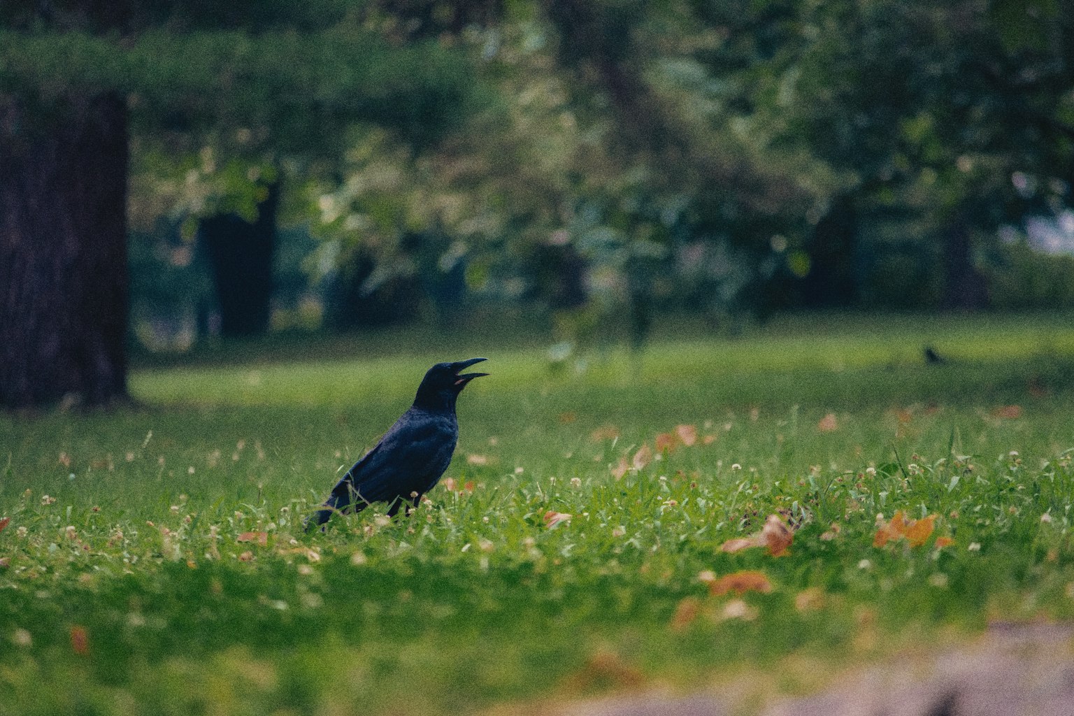一隻黑色的烏鴉在公園的綠草地上叫喚
