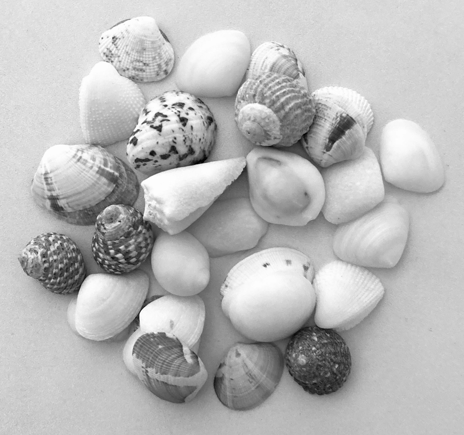 Una collezione di conchiglie disposte casualmente in bianco e nero