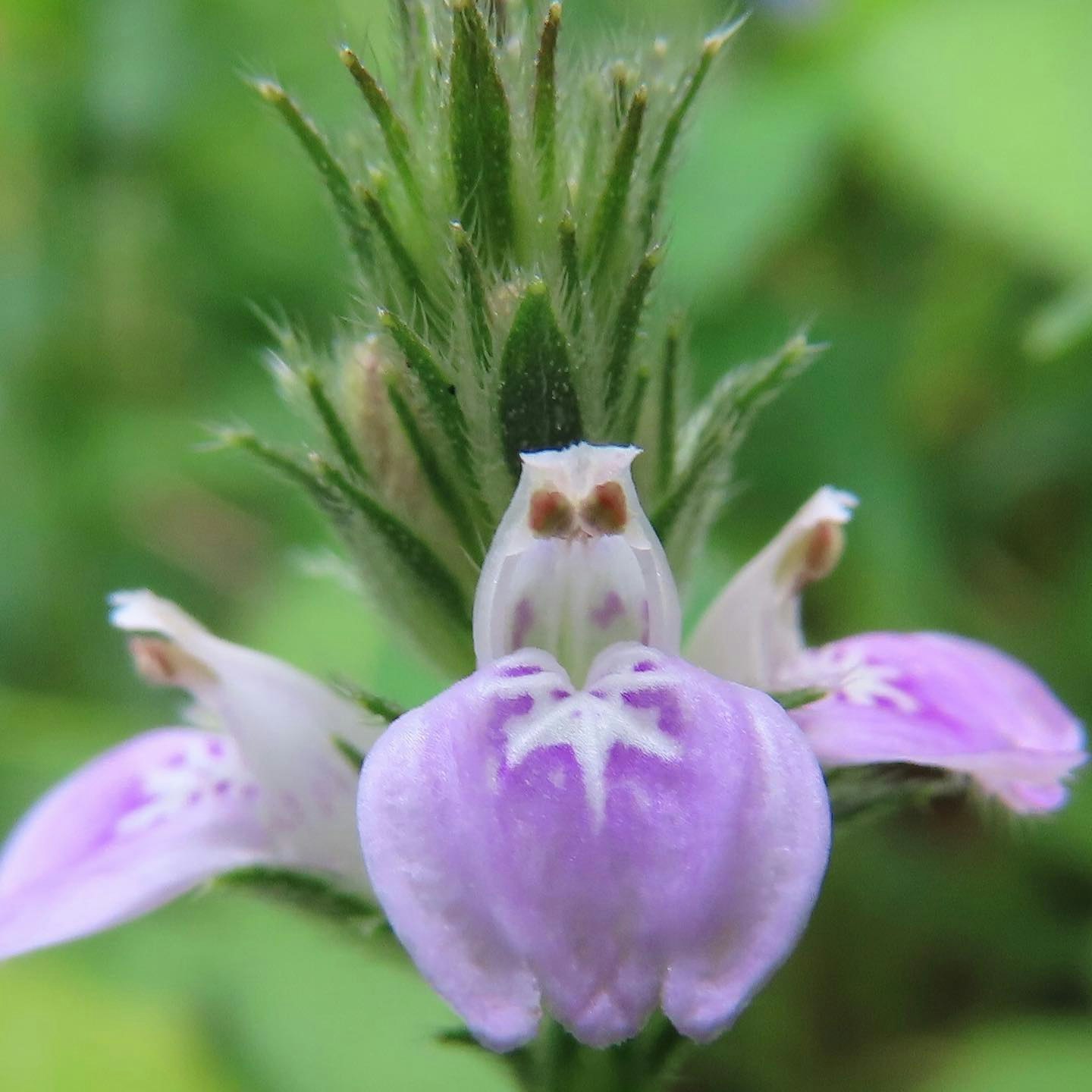 Primer plano de un capullo de flor morado y pétalos