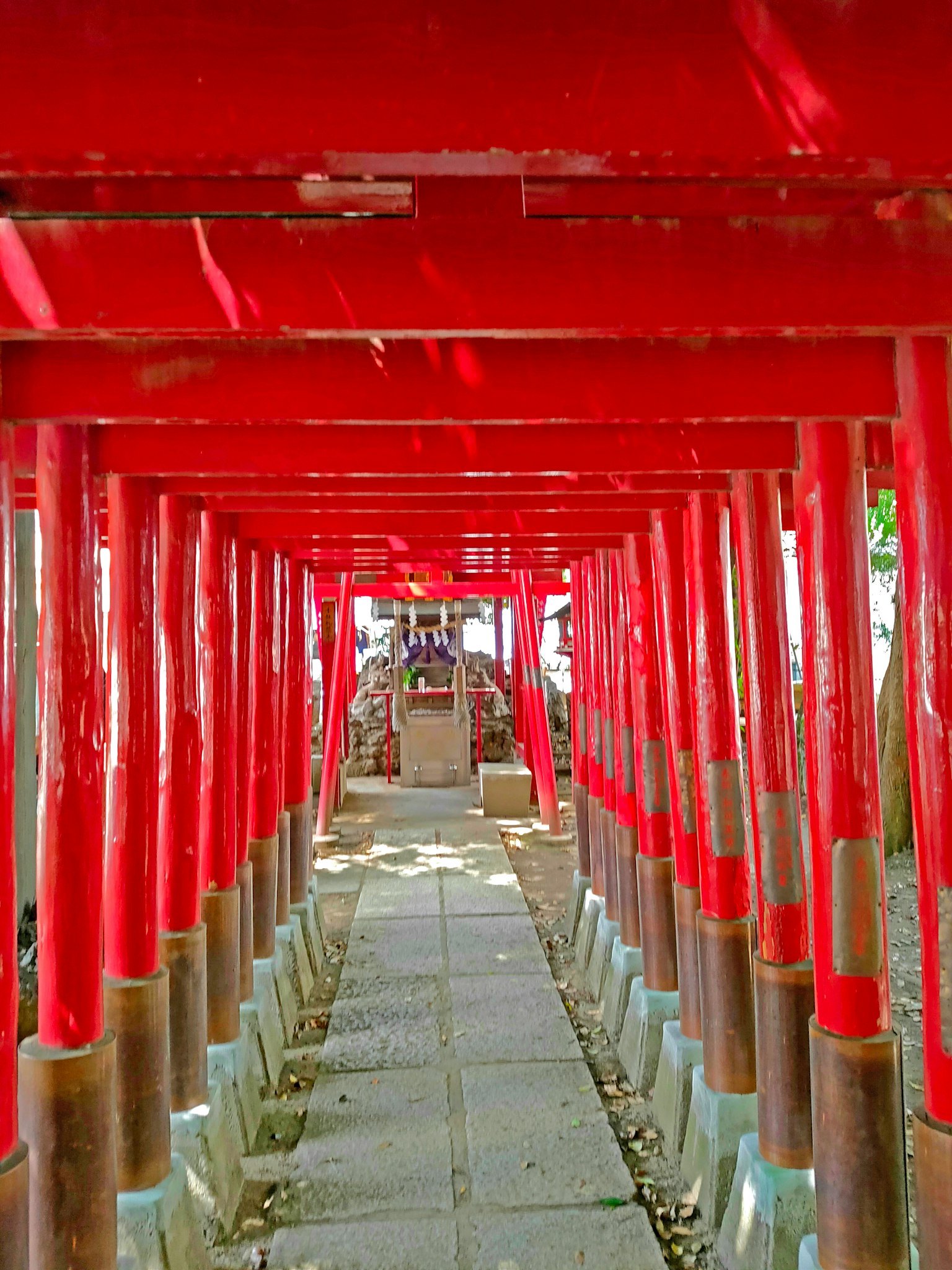 Un sentiero fiancheggiato da vivaci porte torii rosse