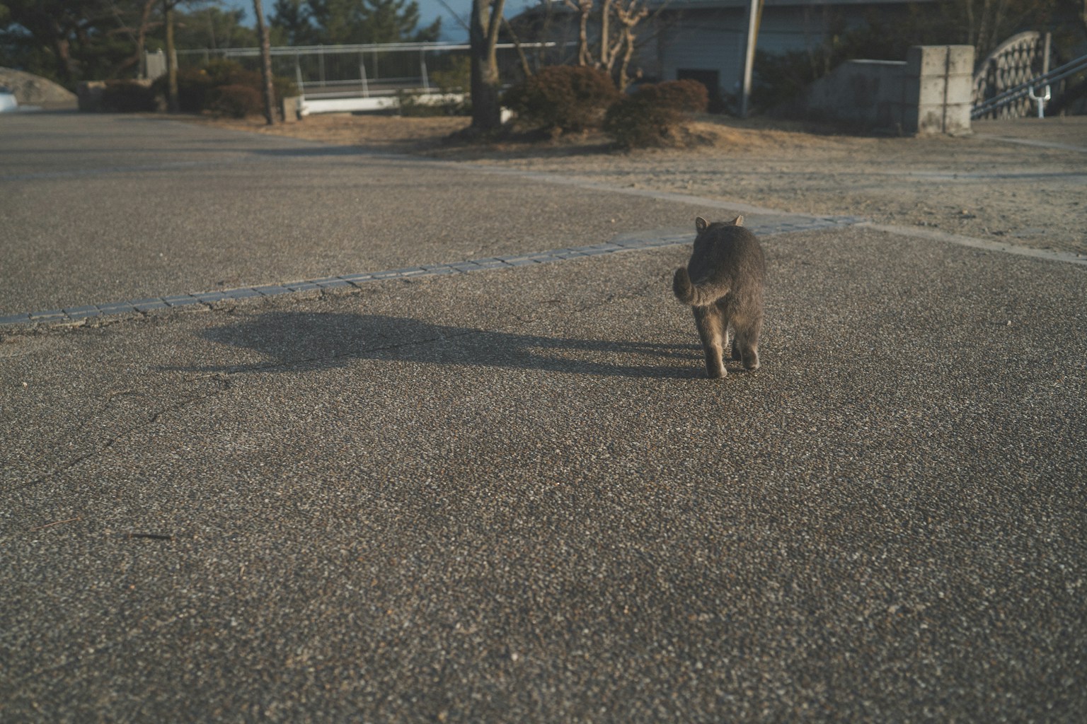 A cat walking on a paved road