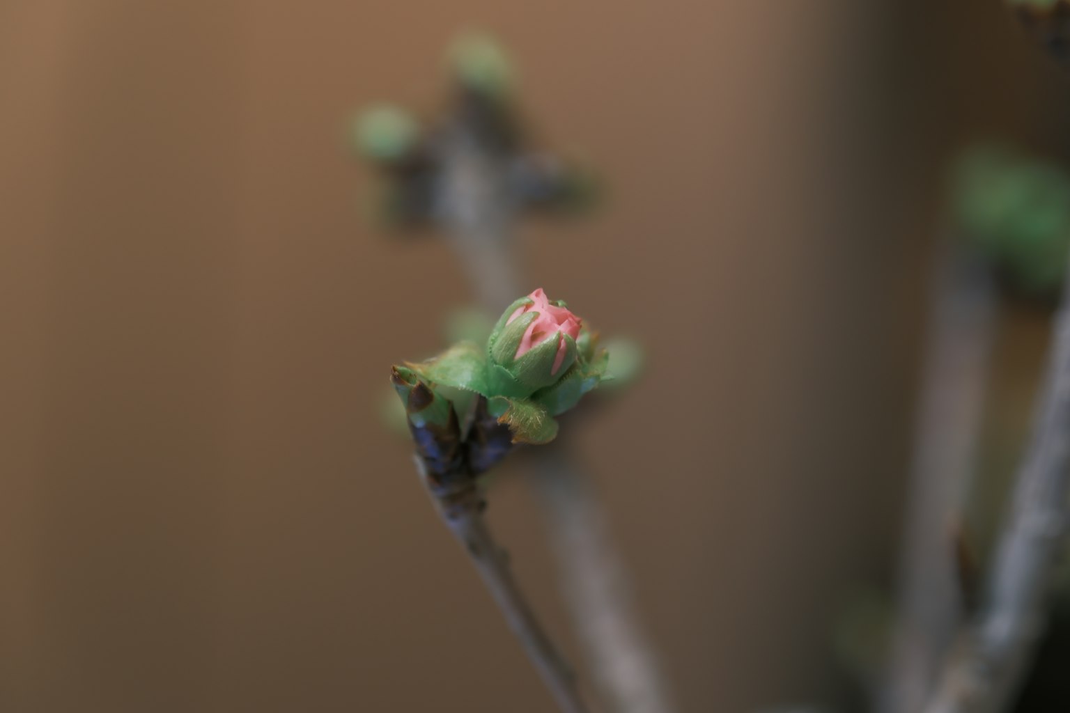 Gros plan sur une plante avec des bourgeons verts et une touche de fleur rouge