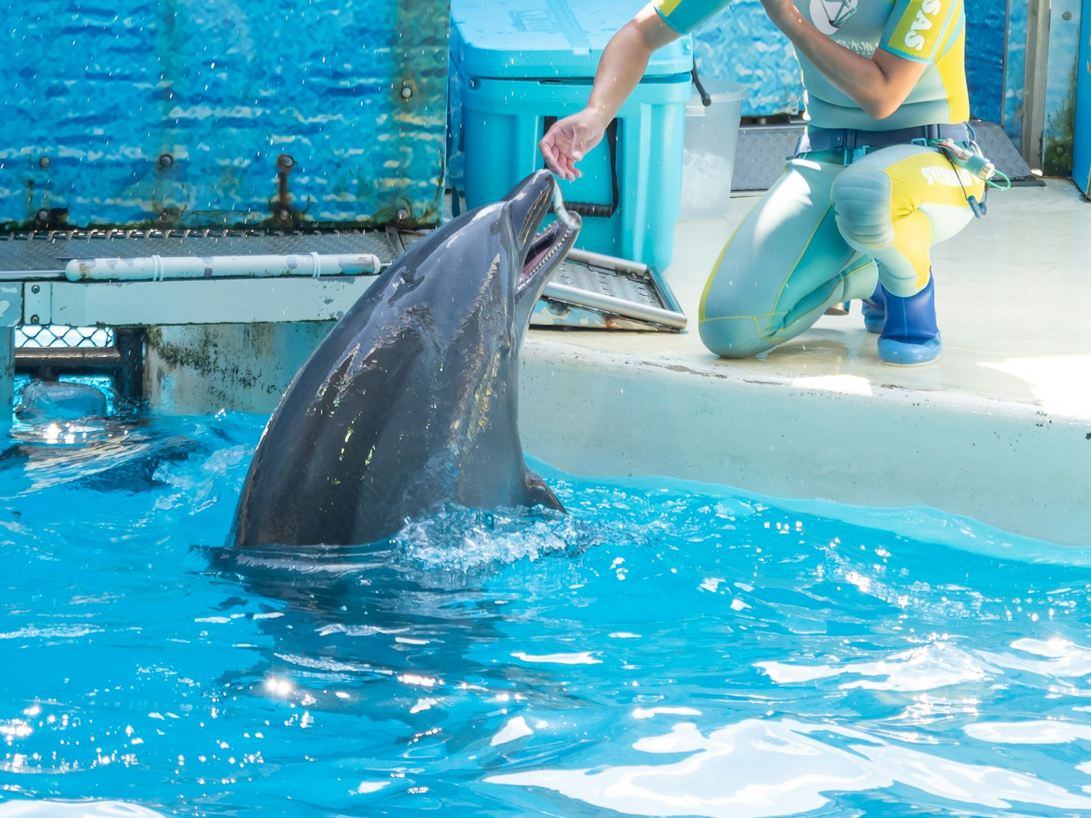 Ein Delfin, der mit einem Trainer in einem Meerestierpark interagiert