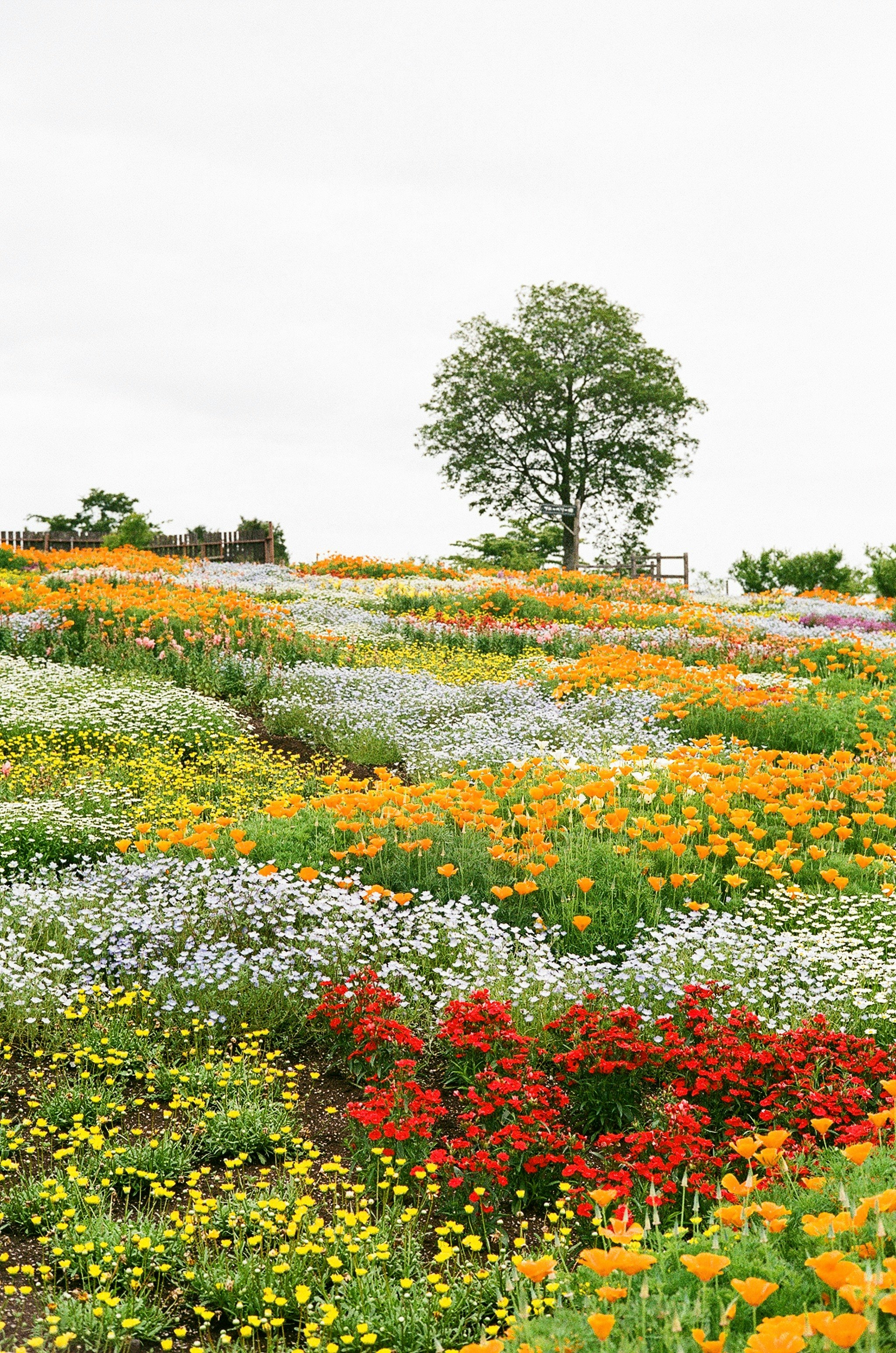 色とりどりの花畑と青空の下の大きな木