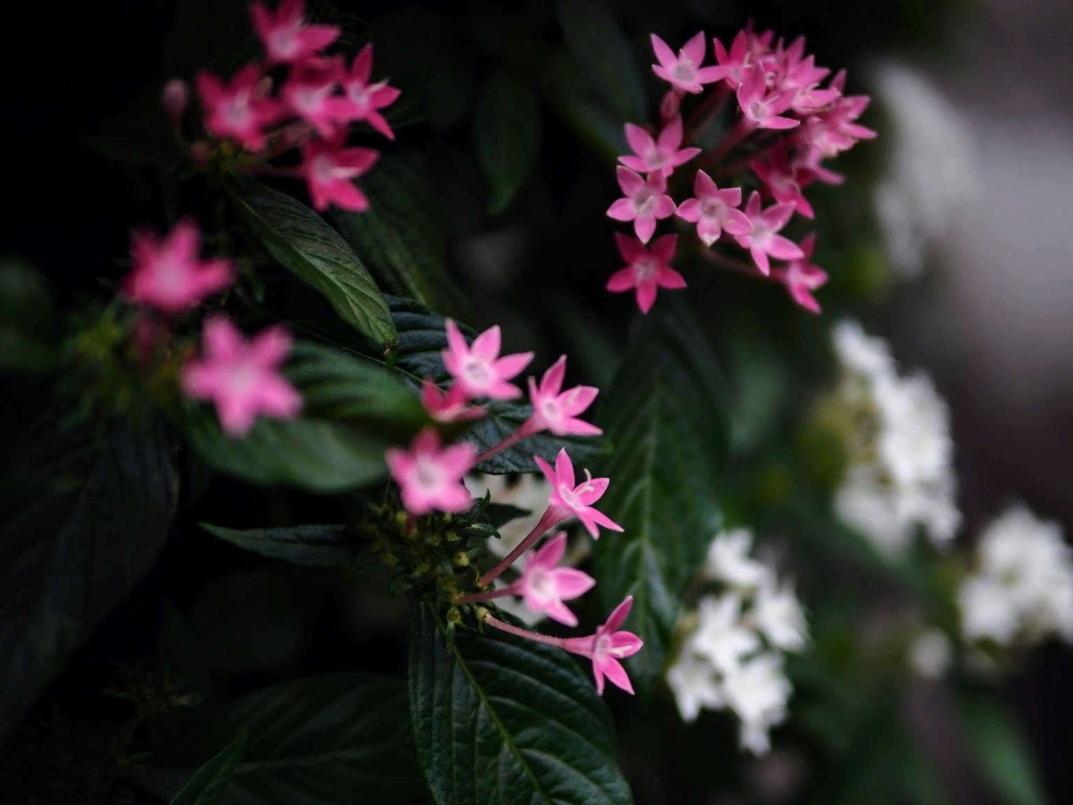 Bündel aus kleinen rosa und weißen Blumen vor grünen Blättern