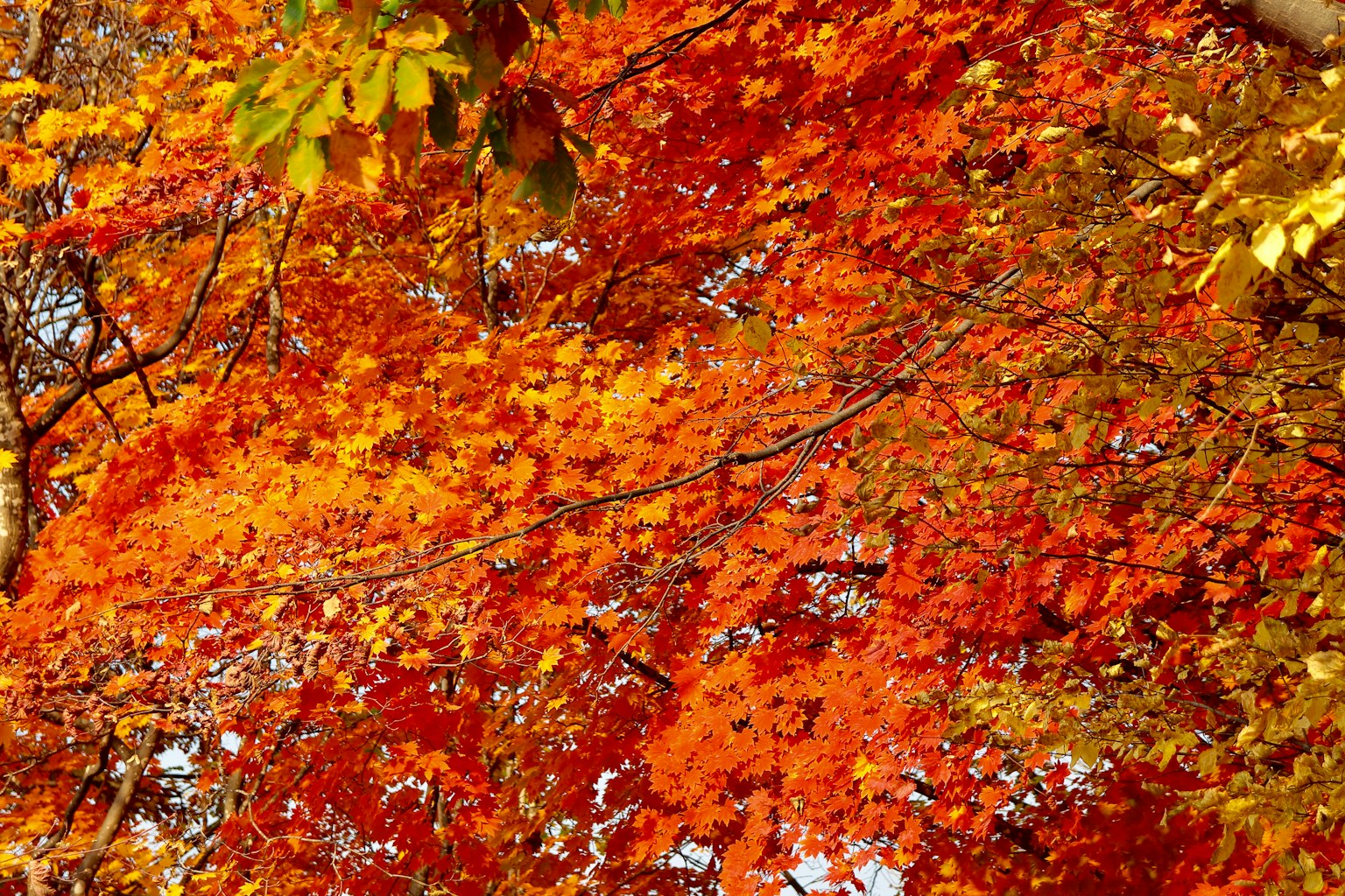Hojas de otoño vibrantes en naranja y amarillo en árboles que muestran el follaje de otoño