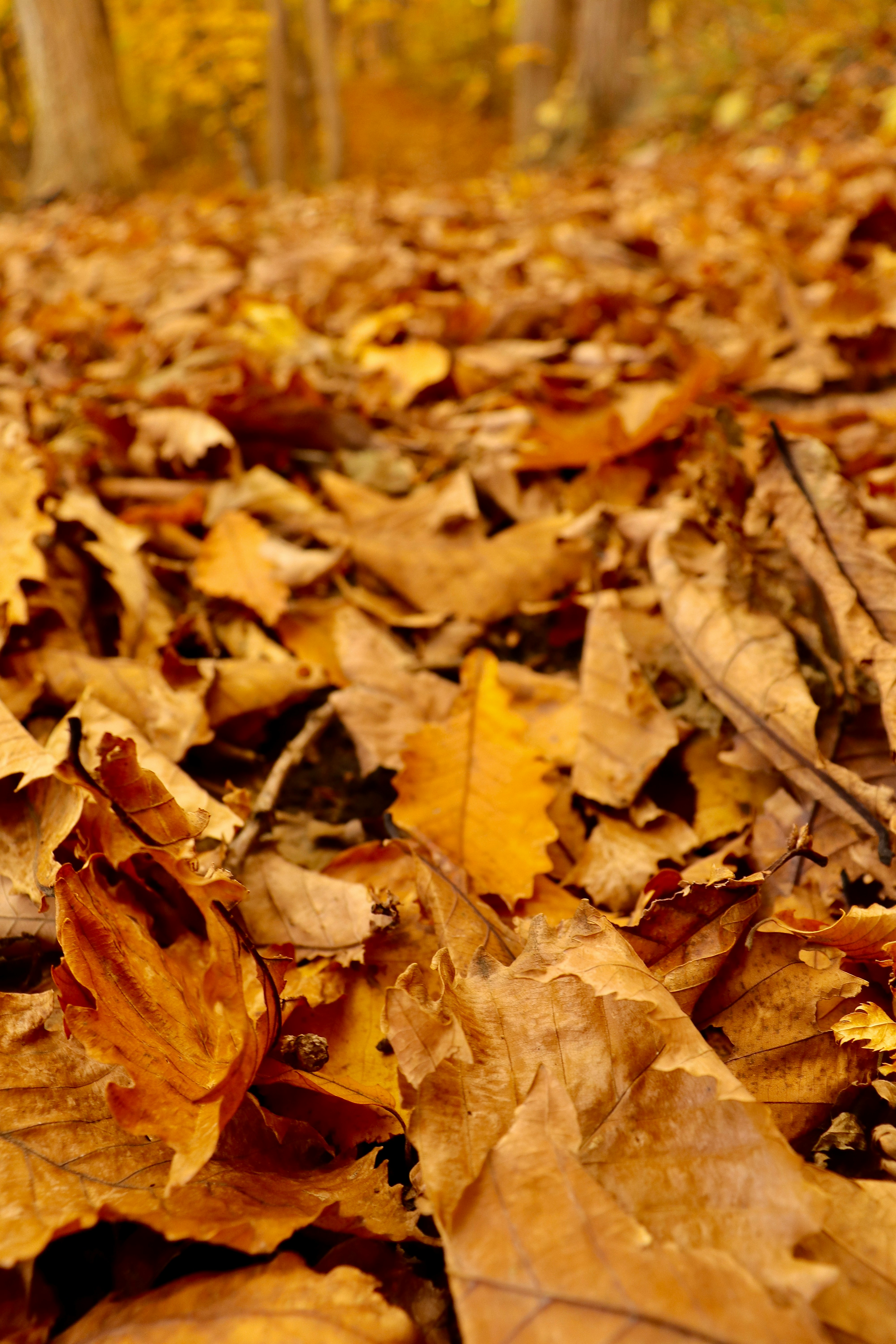 close-up of ground covered with fallen leaves