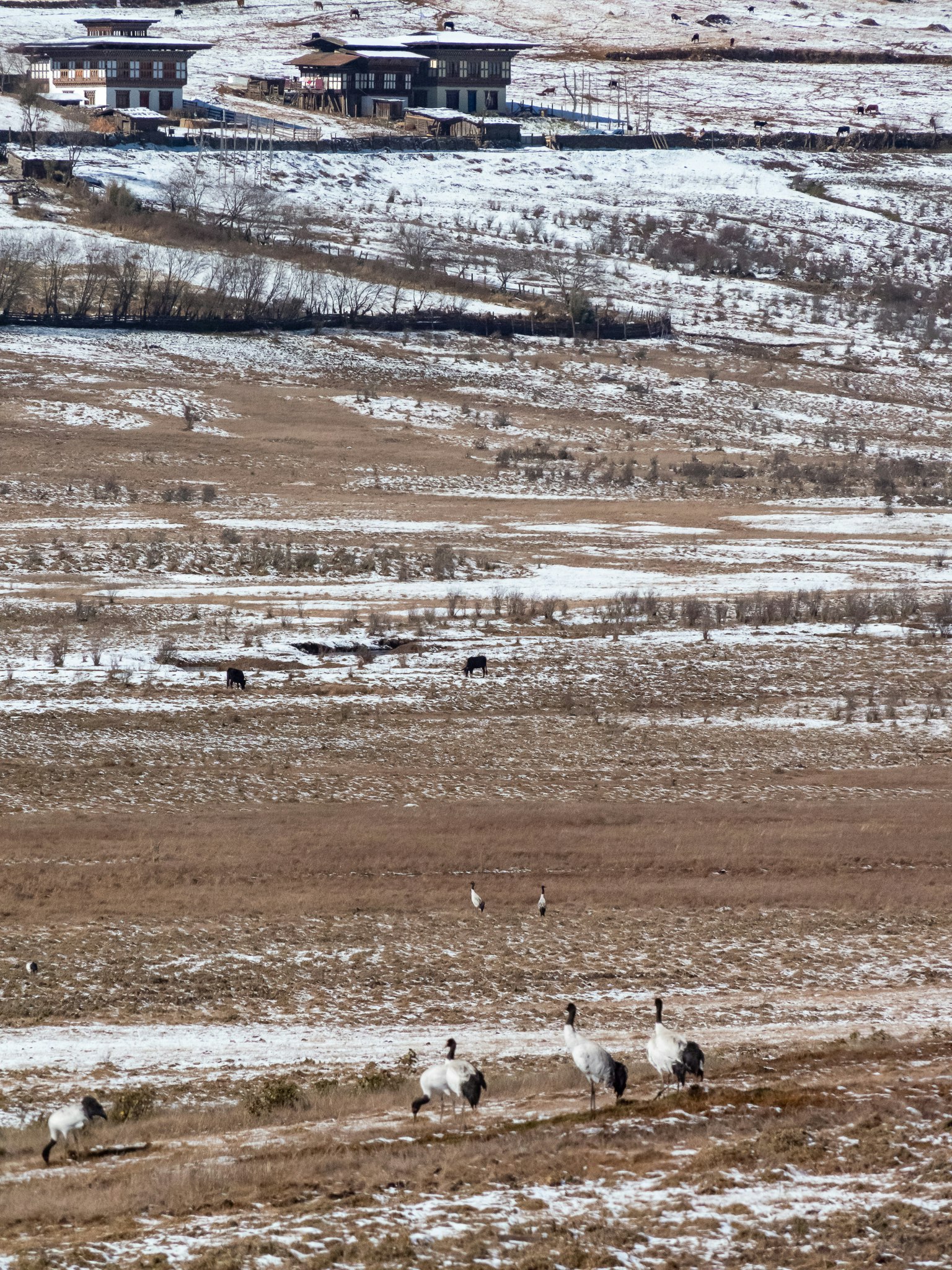 A landscape with sheep on a snow-covered plain and houses in the distance