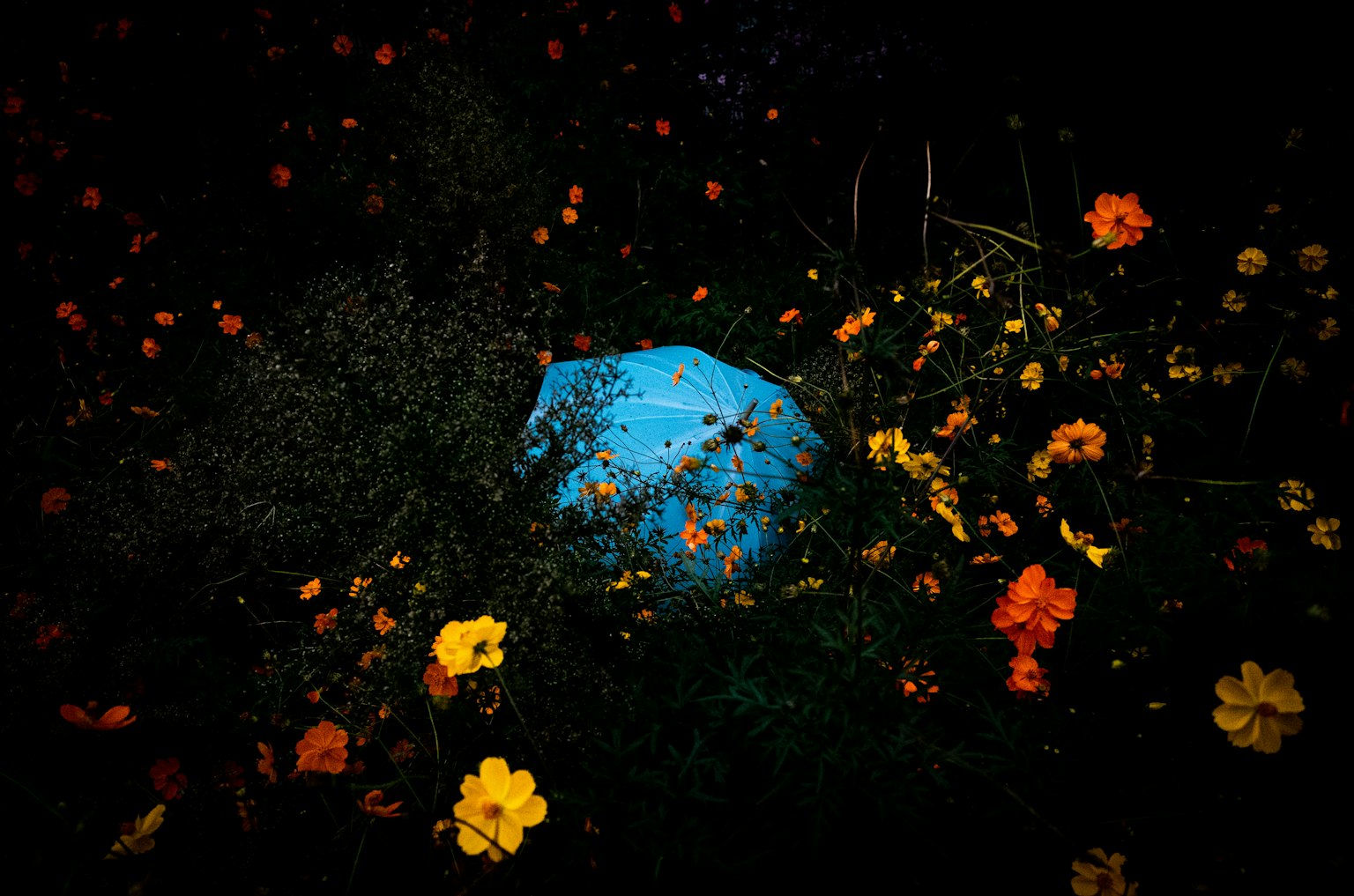 Une pierre bleue entourée de fleurs colorées dans un cadre nocturne