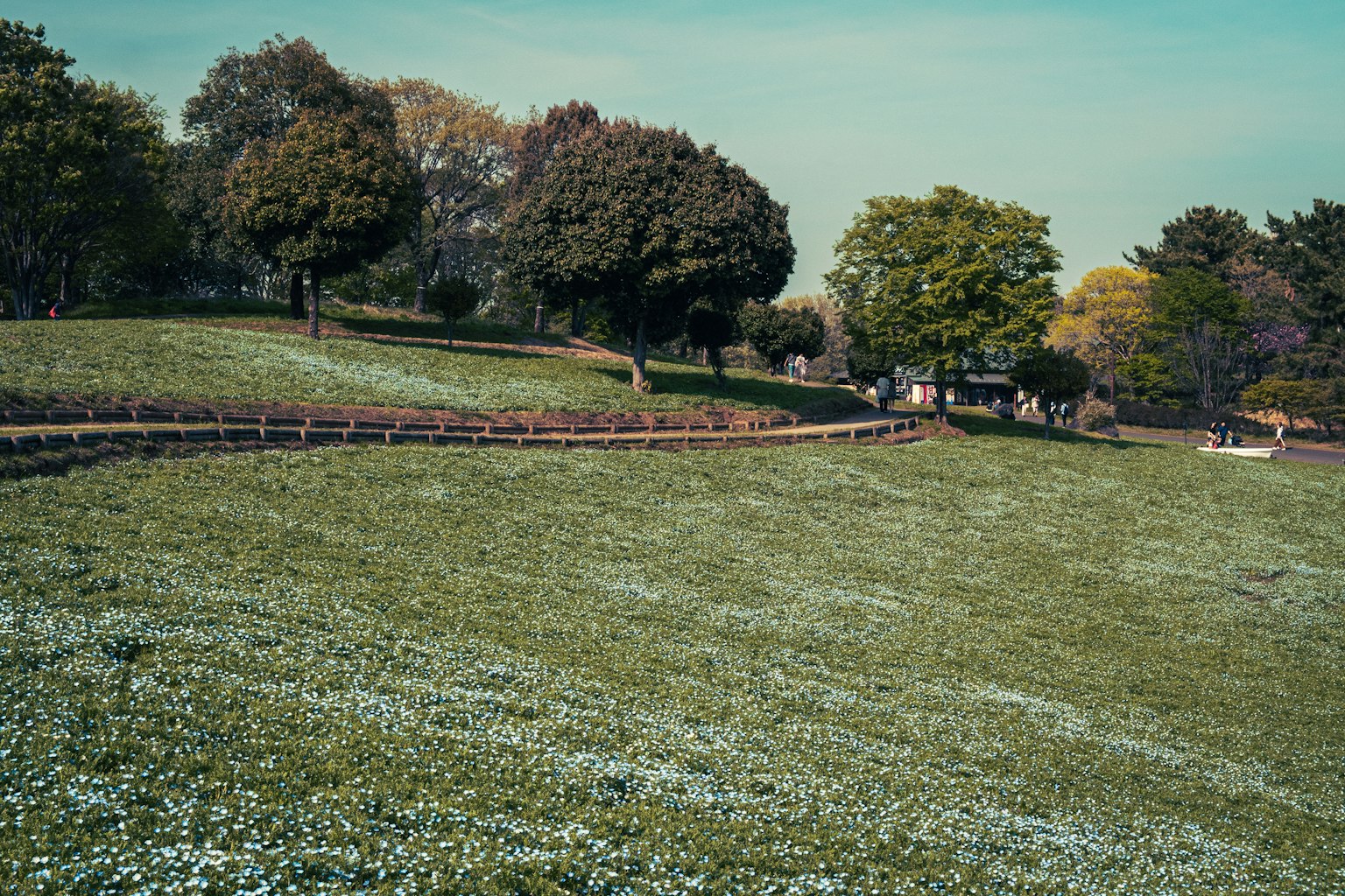 Paisaje de parque con hierba verde y árboles