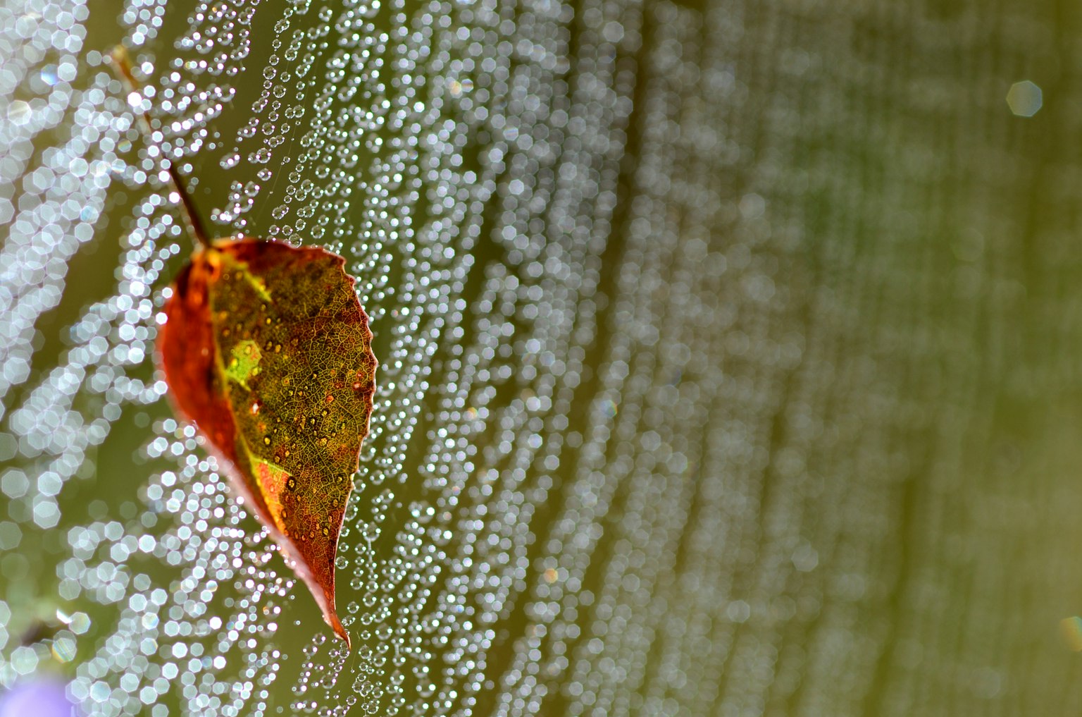 Une feuille avec des gouttes d'eau sur un fond texturé