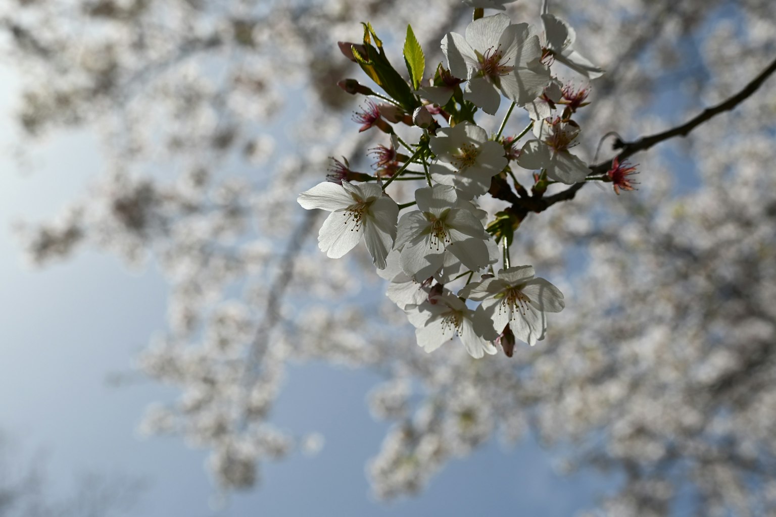 青空の下で咲く白い桜の花と新しい葉
